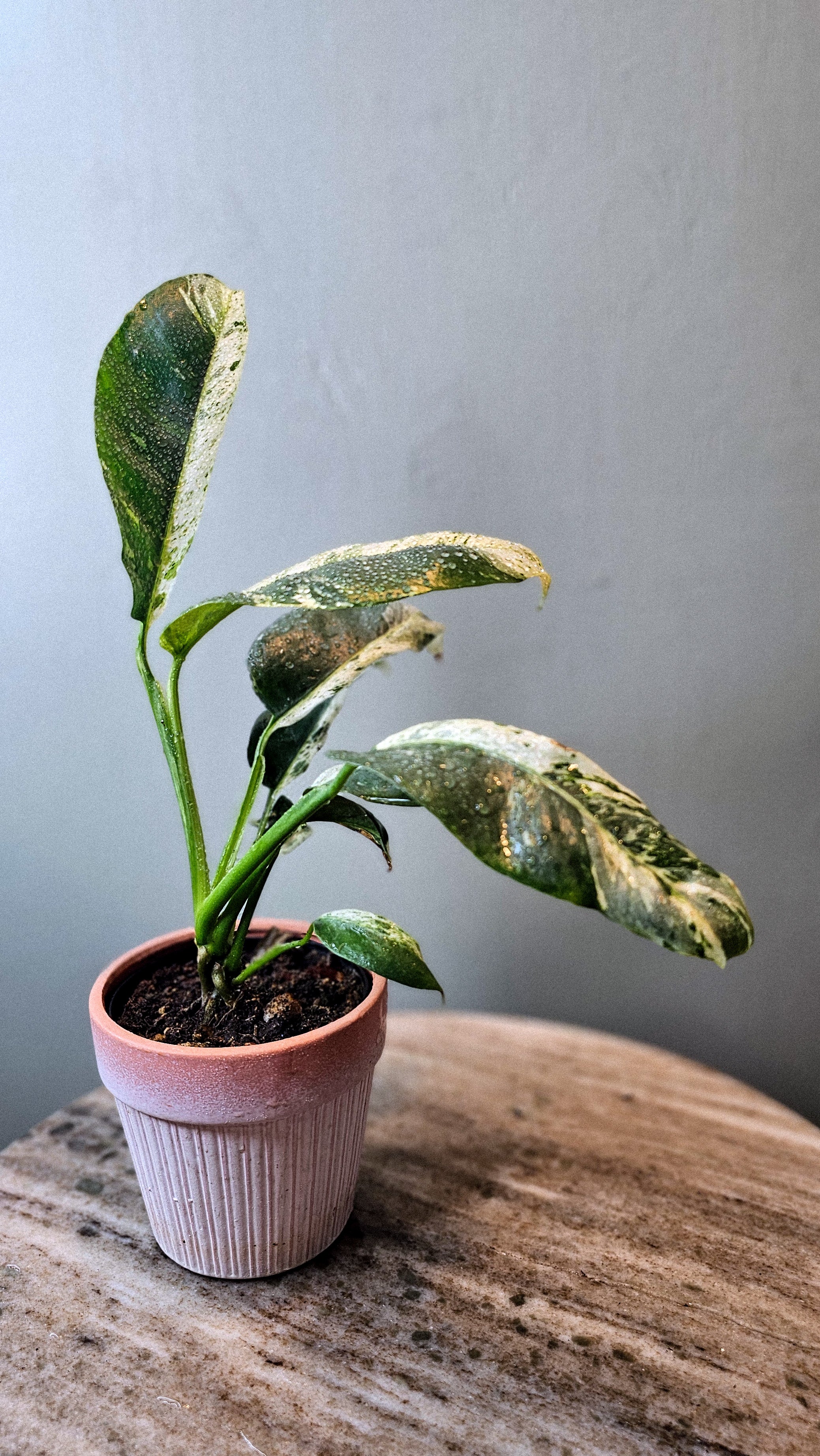 Epipremnum Giganteum Variegated 4
