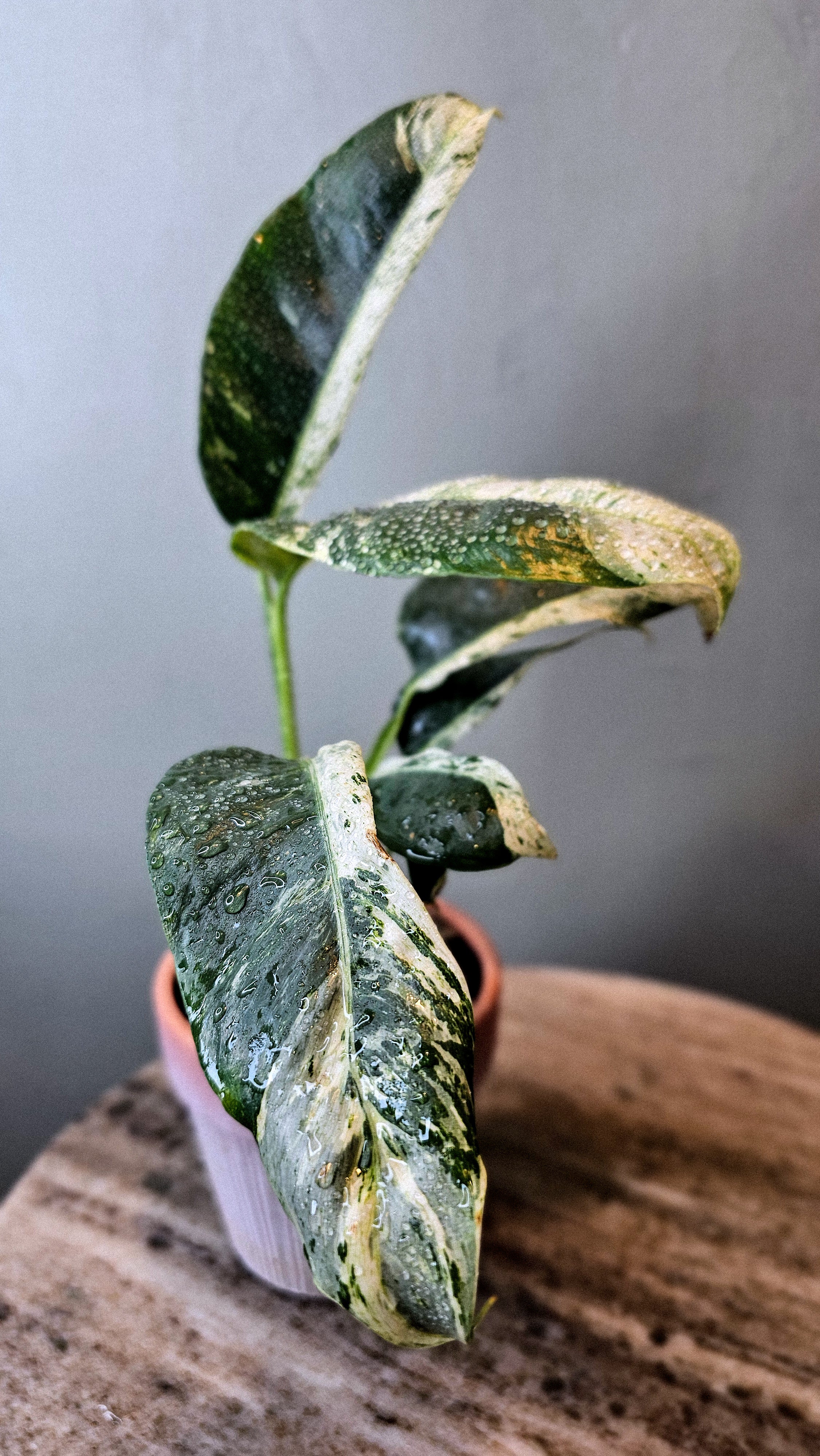 Epipremnum Giganteum Variegated 4&quot;