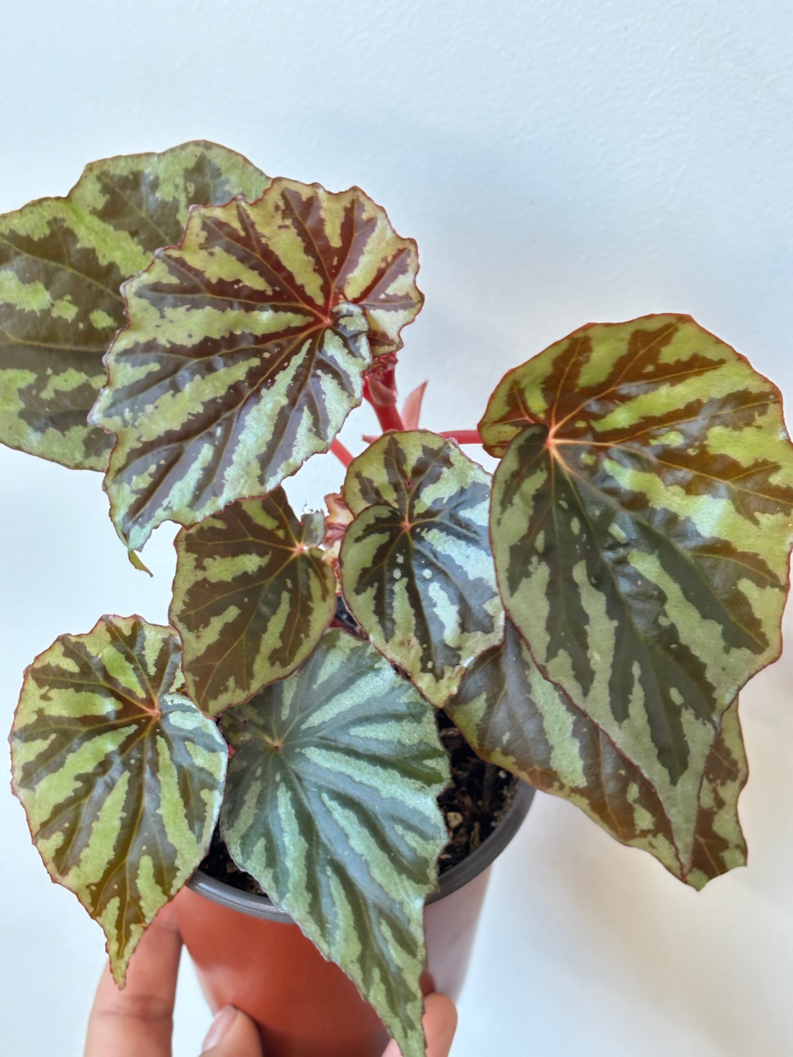 Weekly Feature- Begonia Jaya