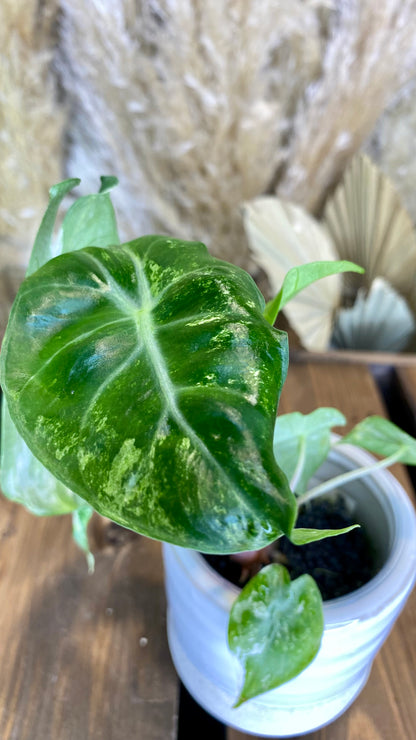 Alocasia Nairobi Night