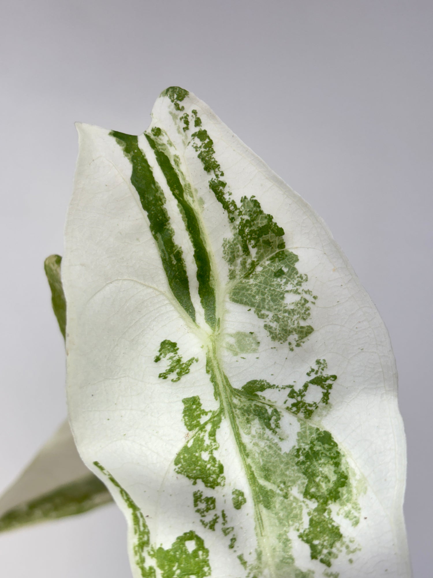 (A2) Alocasia Longiloba Variegated