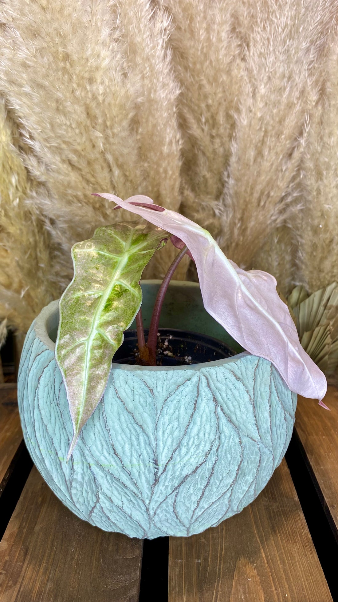 Alocasia Amazonica Polly Variegated