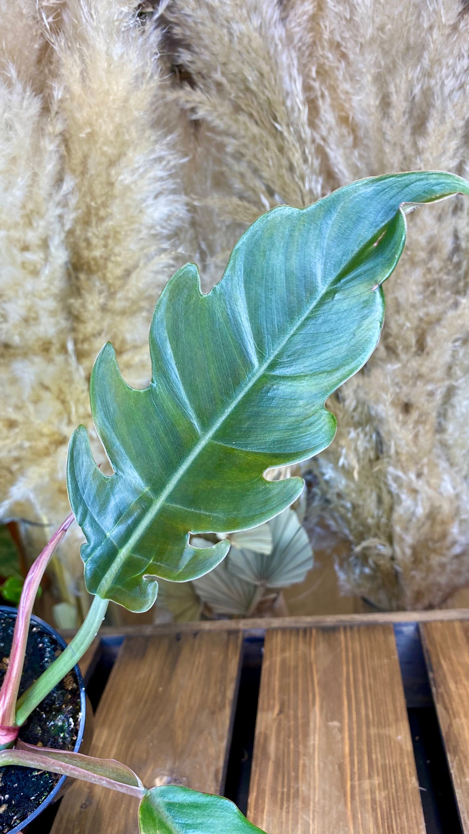 Philodendron Caramel Marble (Pluto - no variegation)