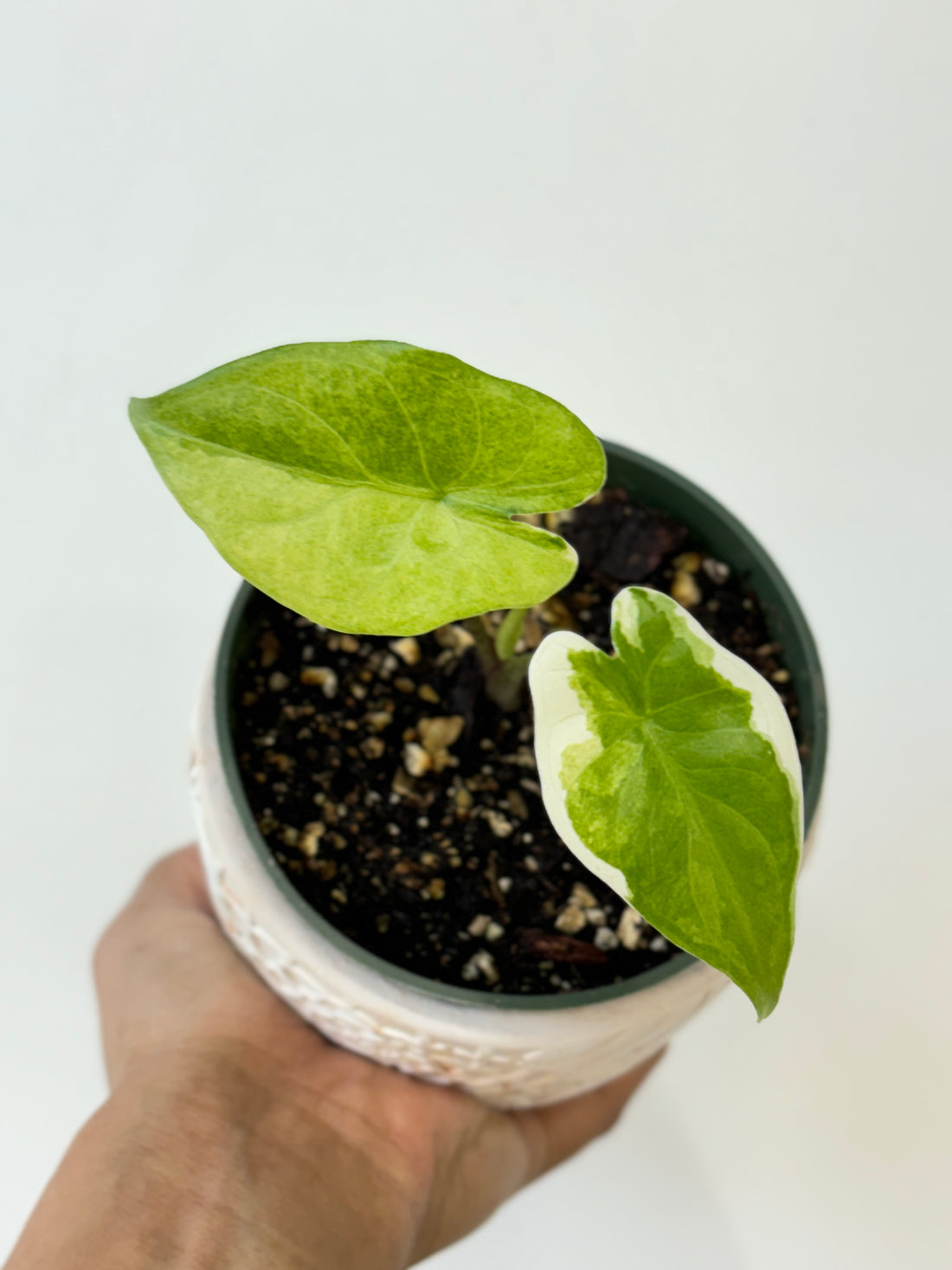 (A) Alocasia Zabrina Albo Variegated