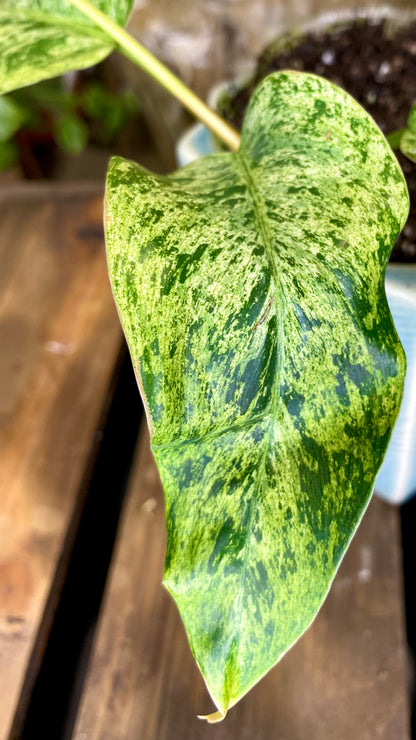 Philodendron Domesticum Marble Variegated (WP54)