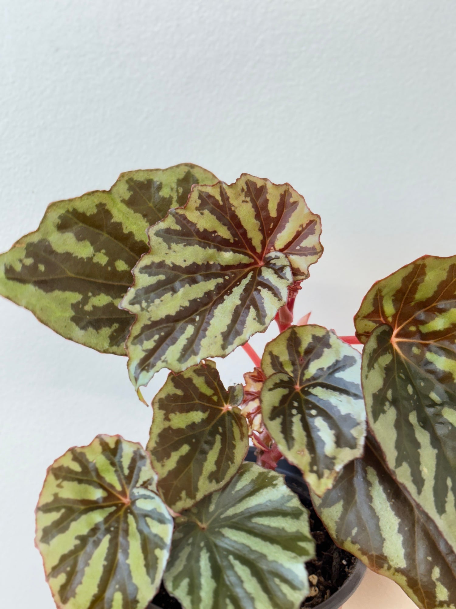 Weekly Feature- Begonia Jaya