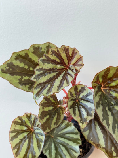 Begonia Jaya