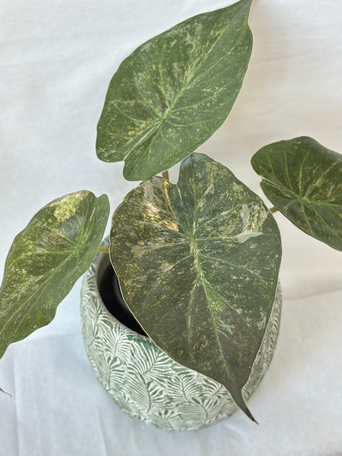 (A) Alocasia Wentii Variegated