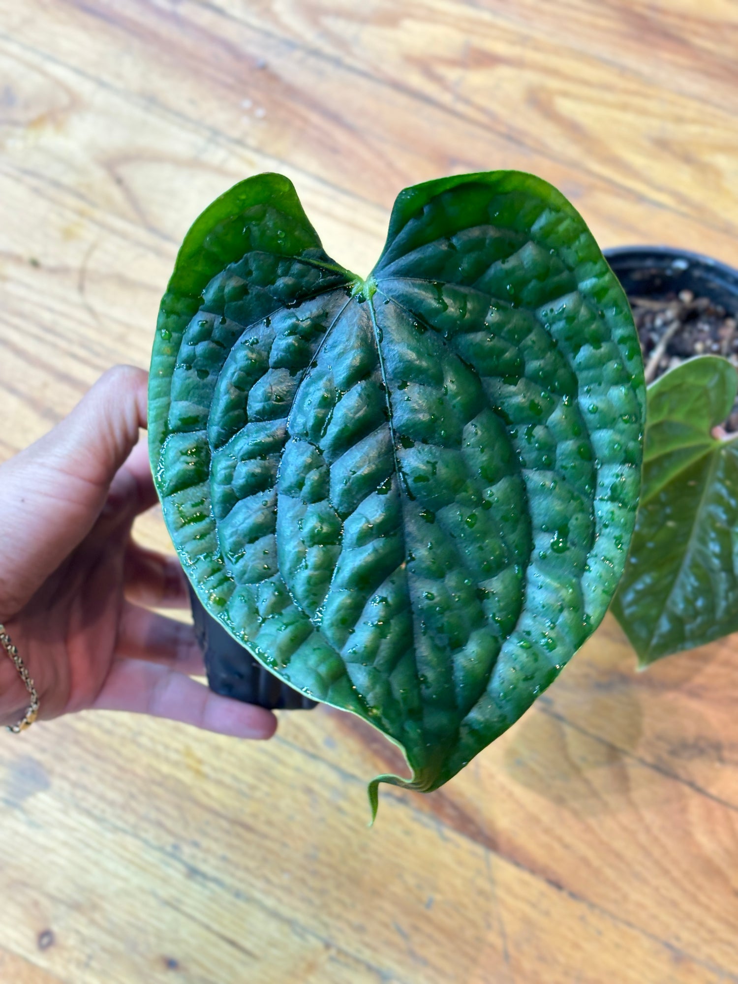 Weekly Feature - Anthurium Luxurians