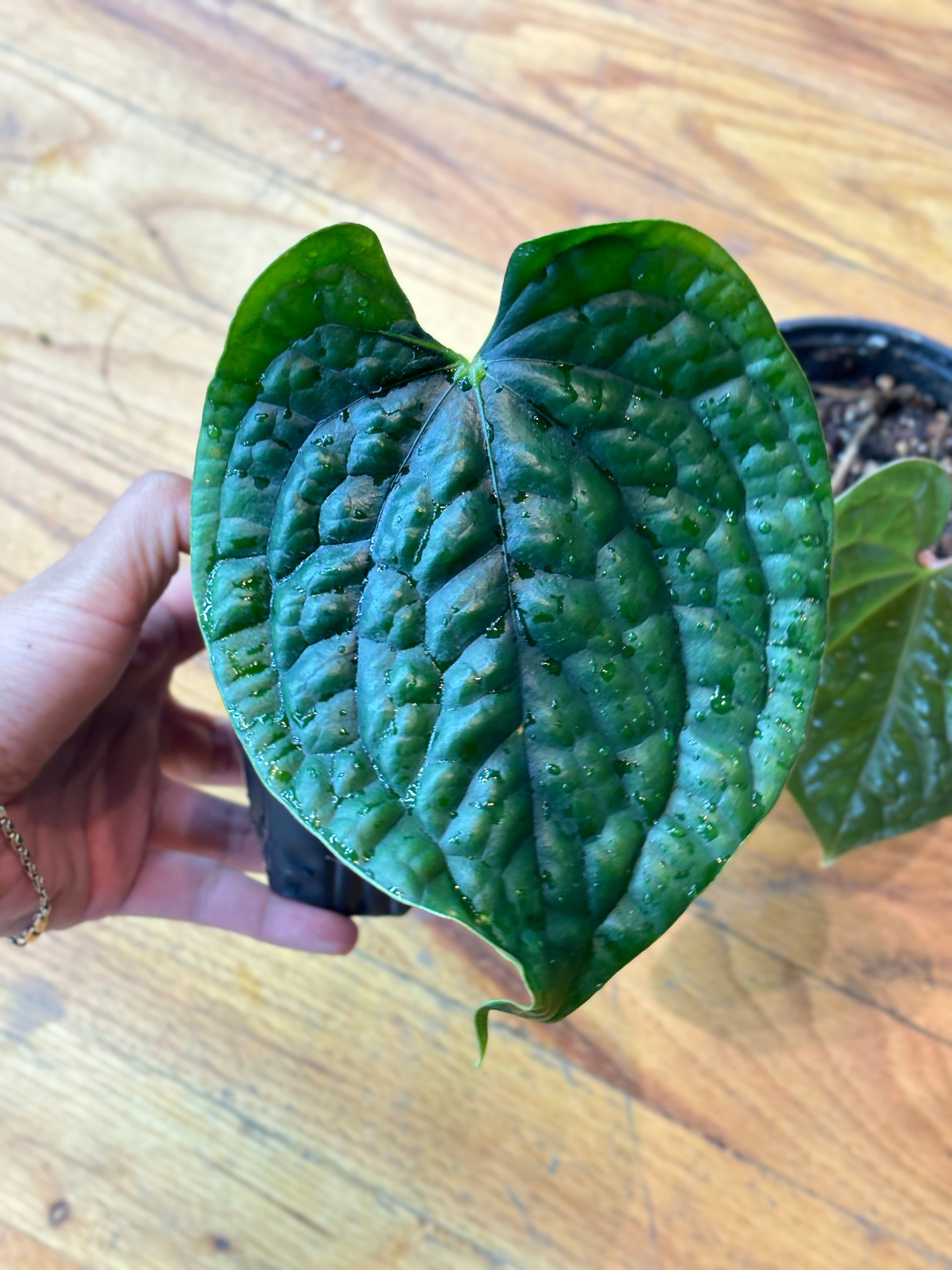 Weekly Feature - Anthurium Luxurians