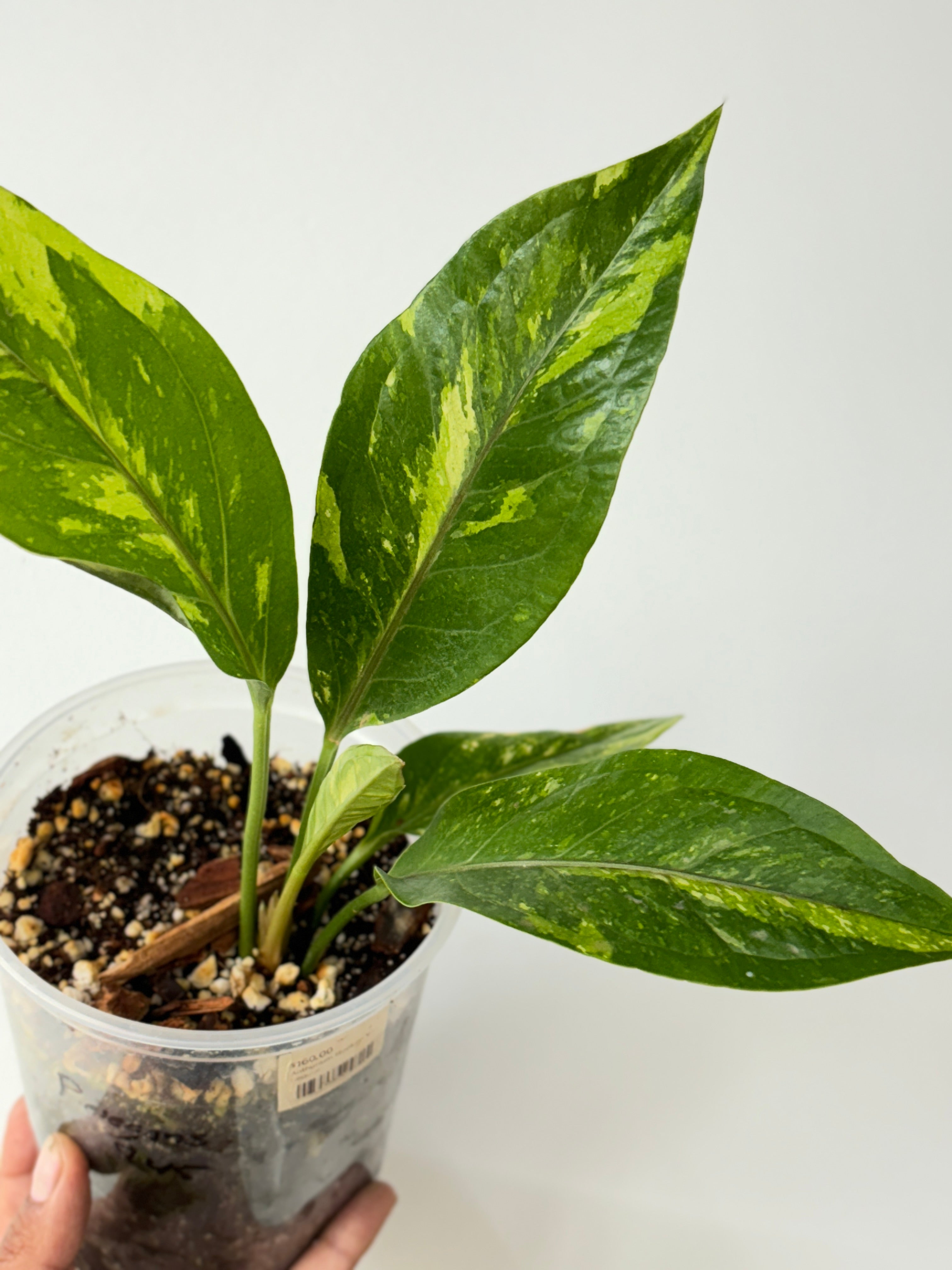 (A) Anthurium Jenmanii Variegated