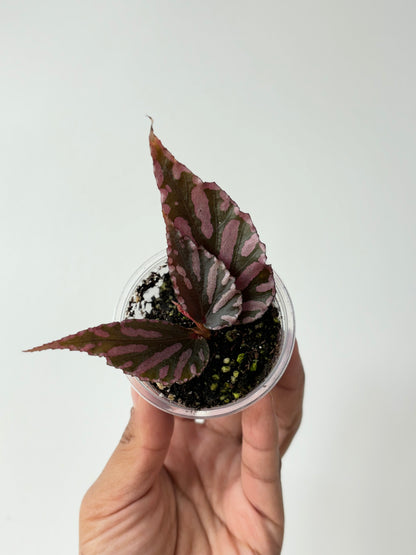 Begonia Julau