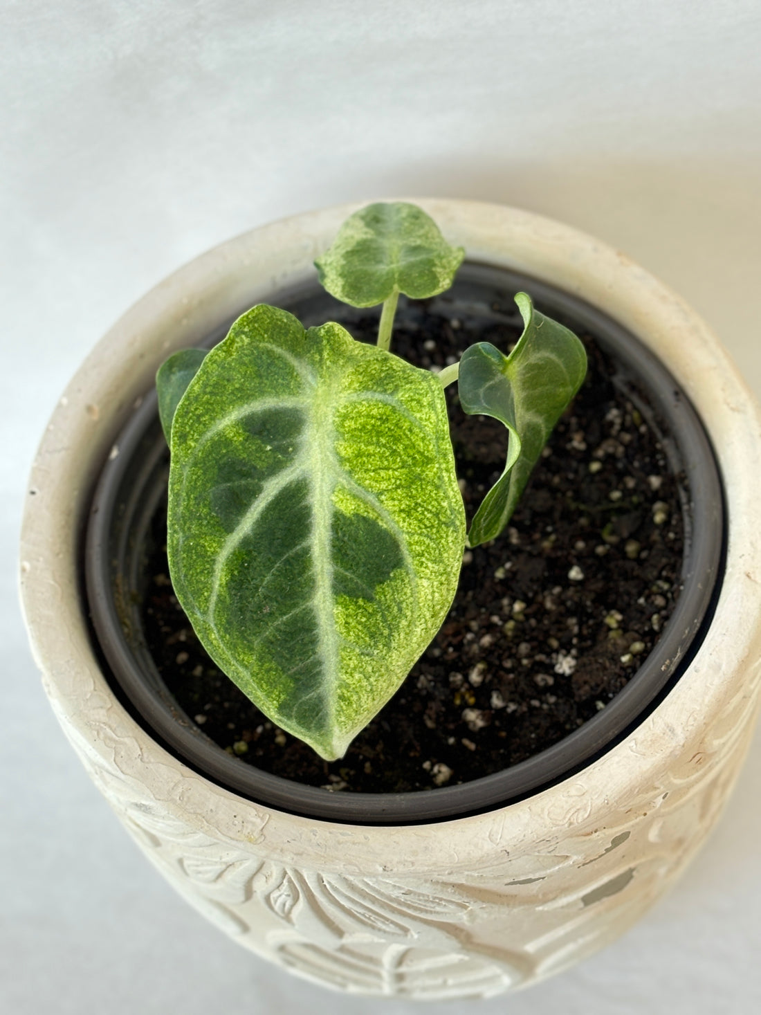 (A) Alocasia Black Velvet Albo Variegated