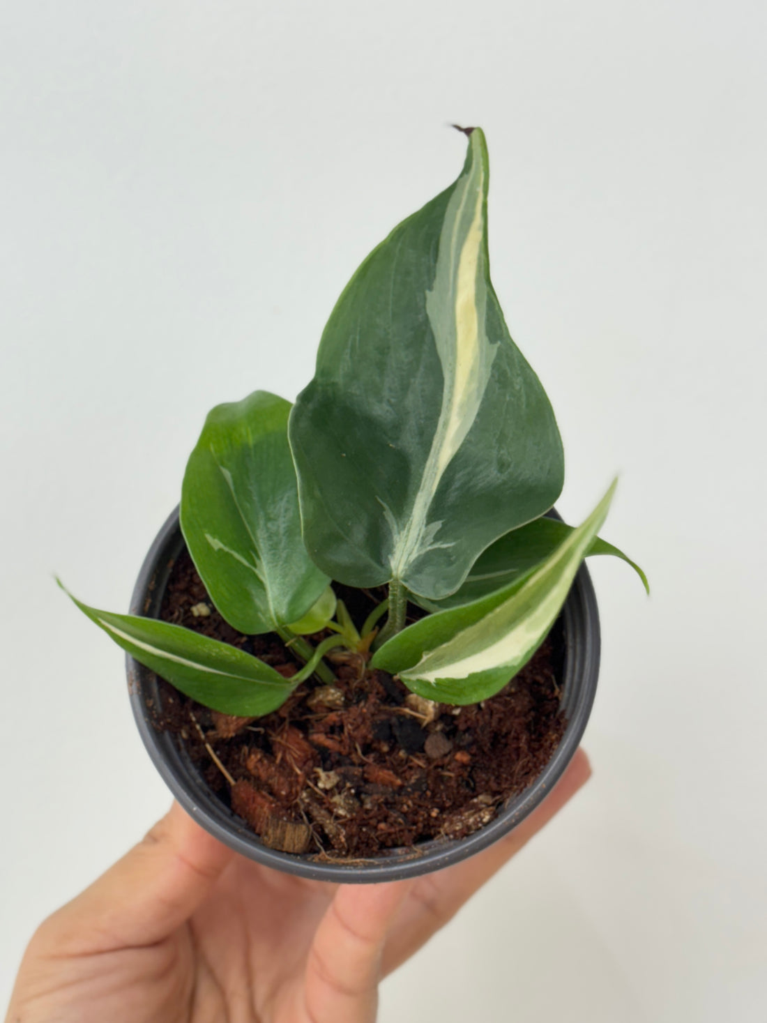 Philodendron Rio (sm)