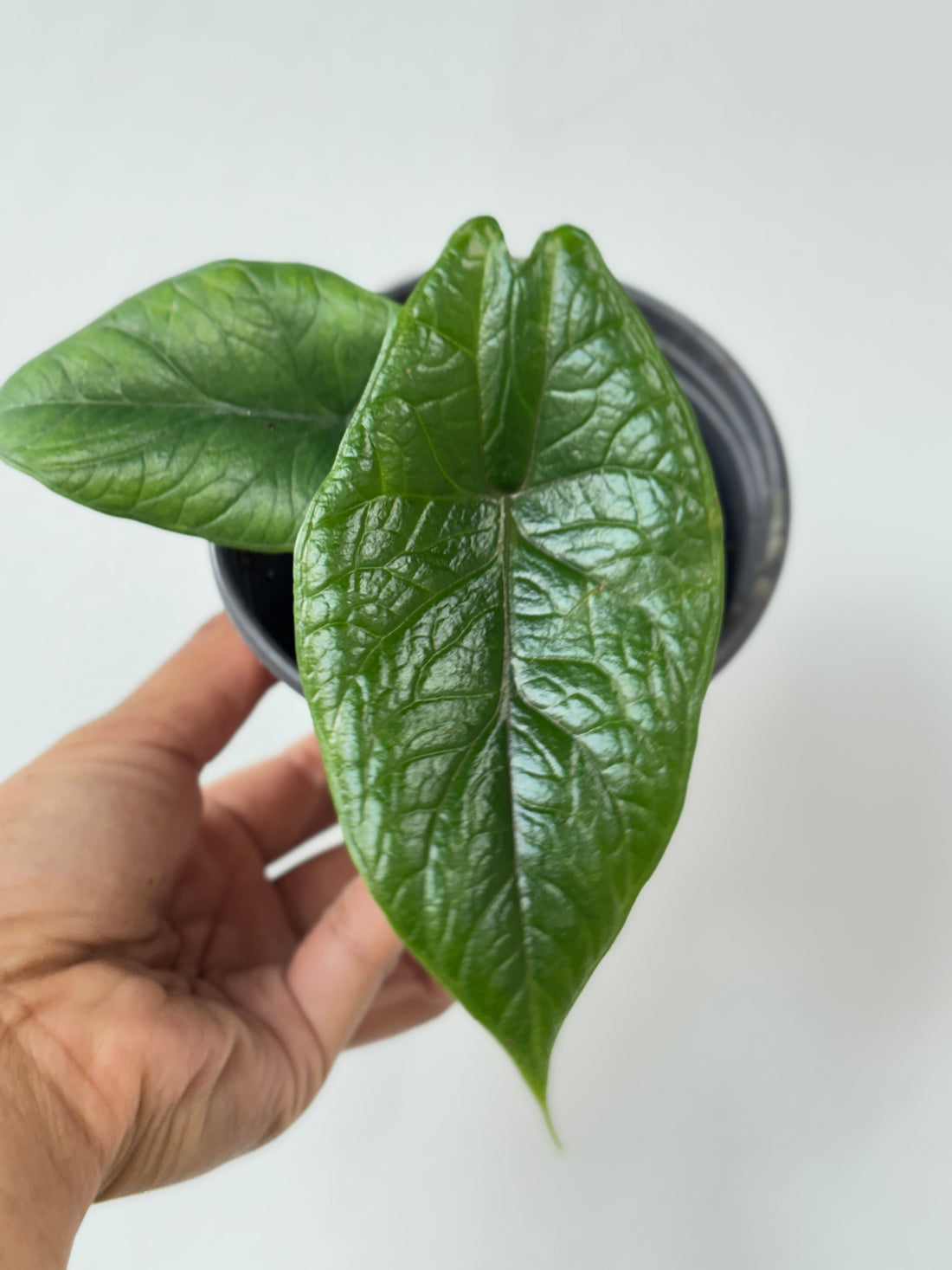 Alocasia Scalprum