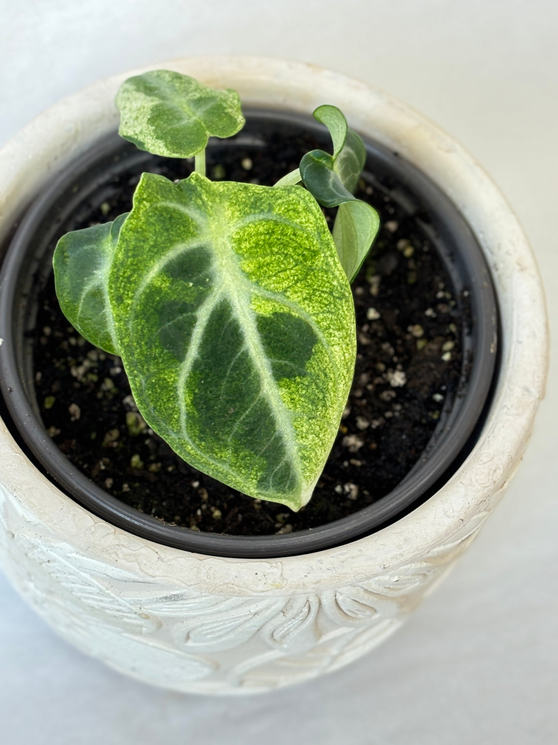 (A) Alocasia Black Velvet Albo Variegated