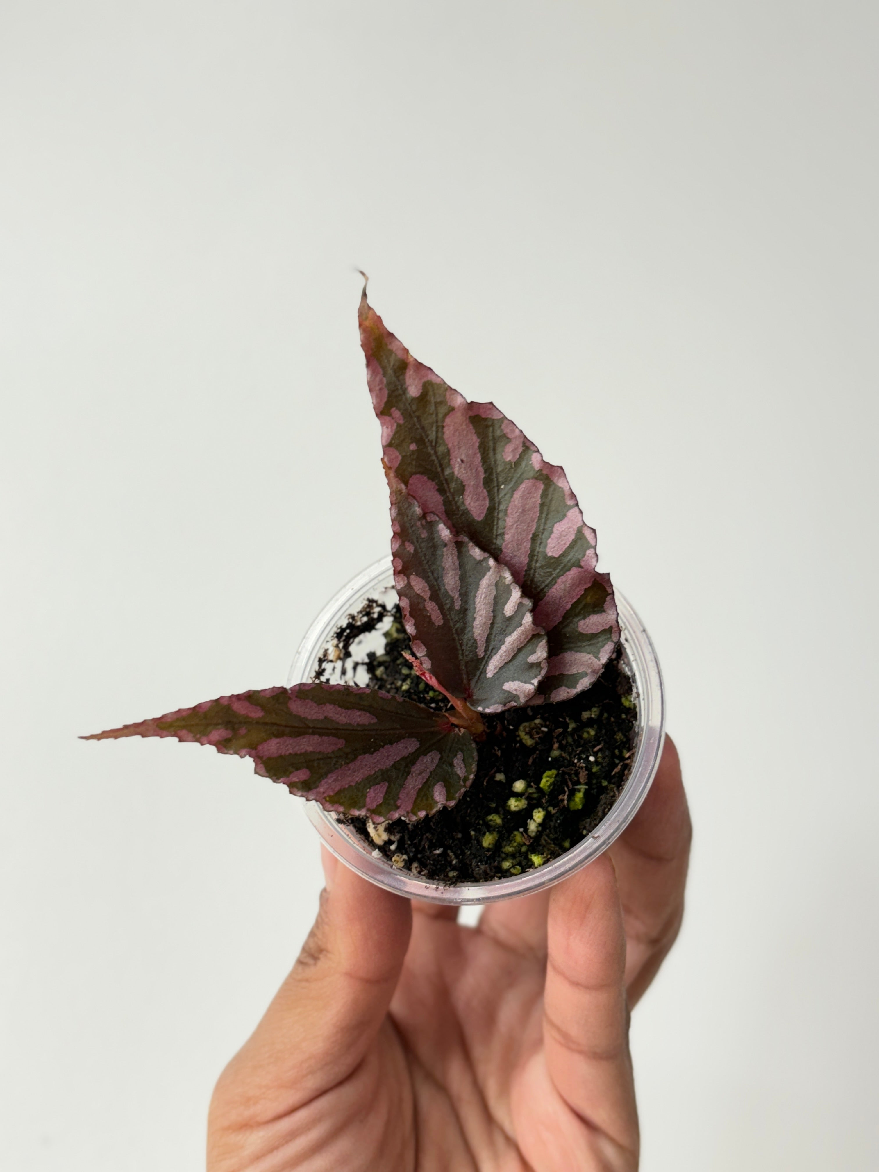 Begonia Julau