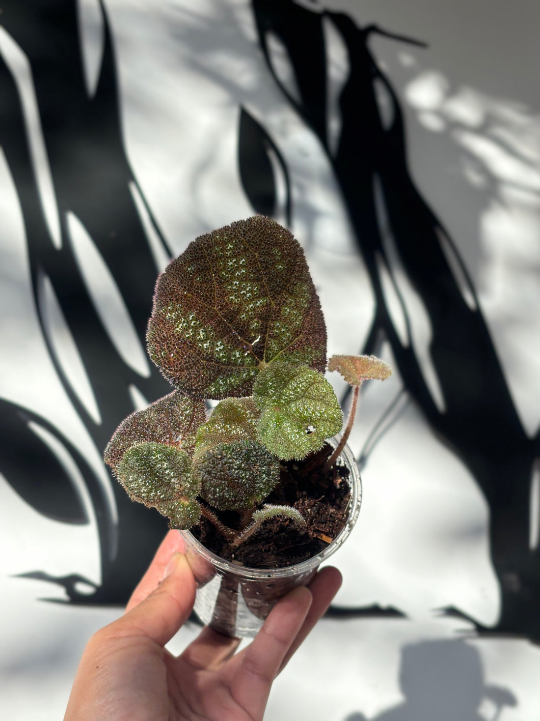 Begonia Kui