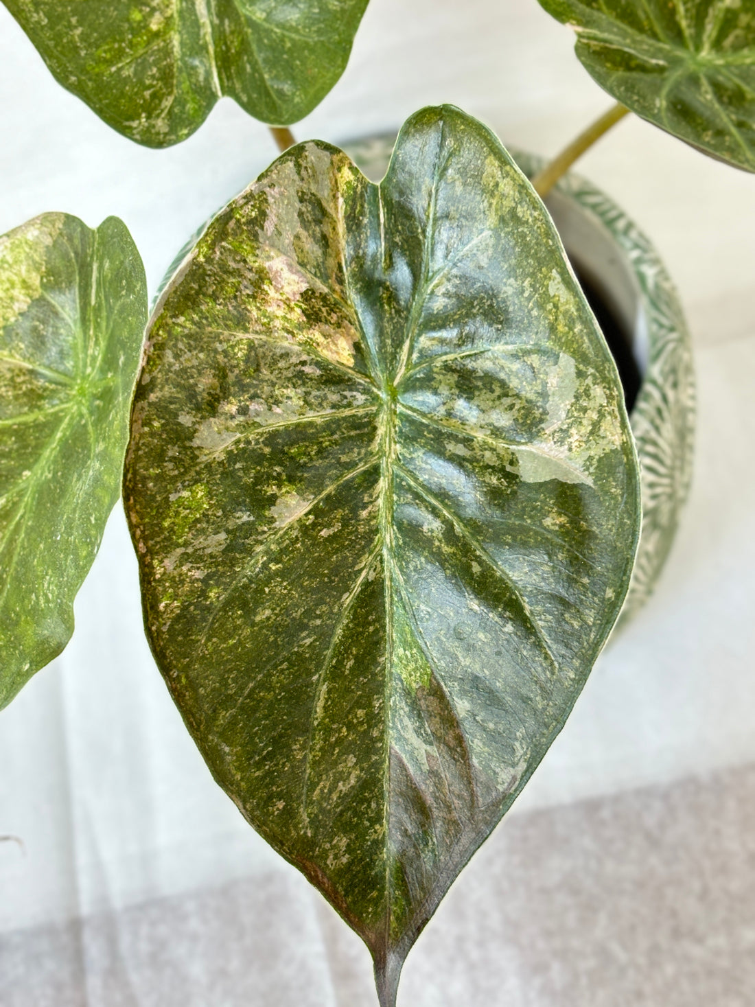 (A) Alocasia Wentii Variegated