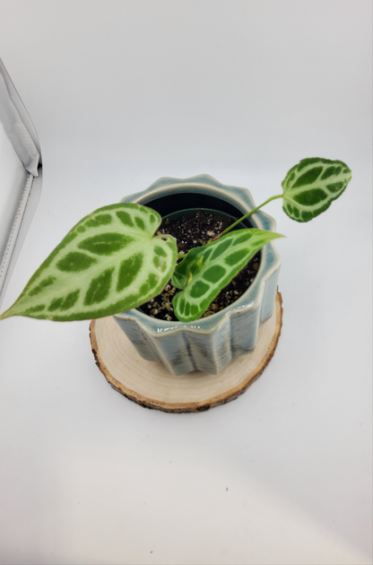 Anthurium Crystal Hope (WA48)