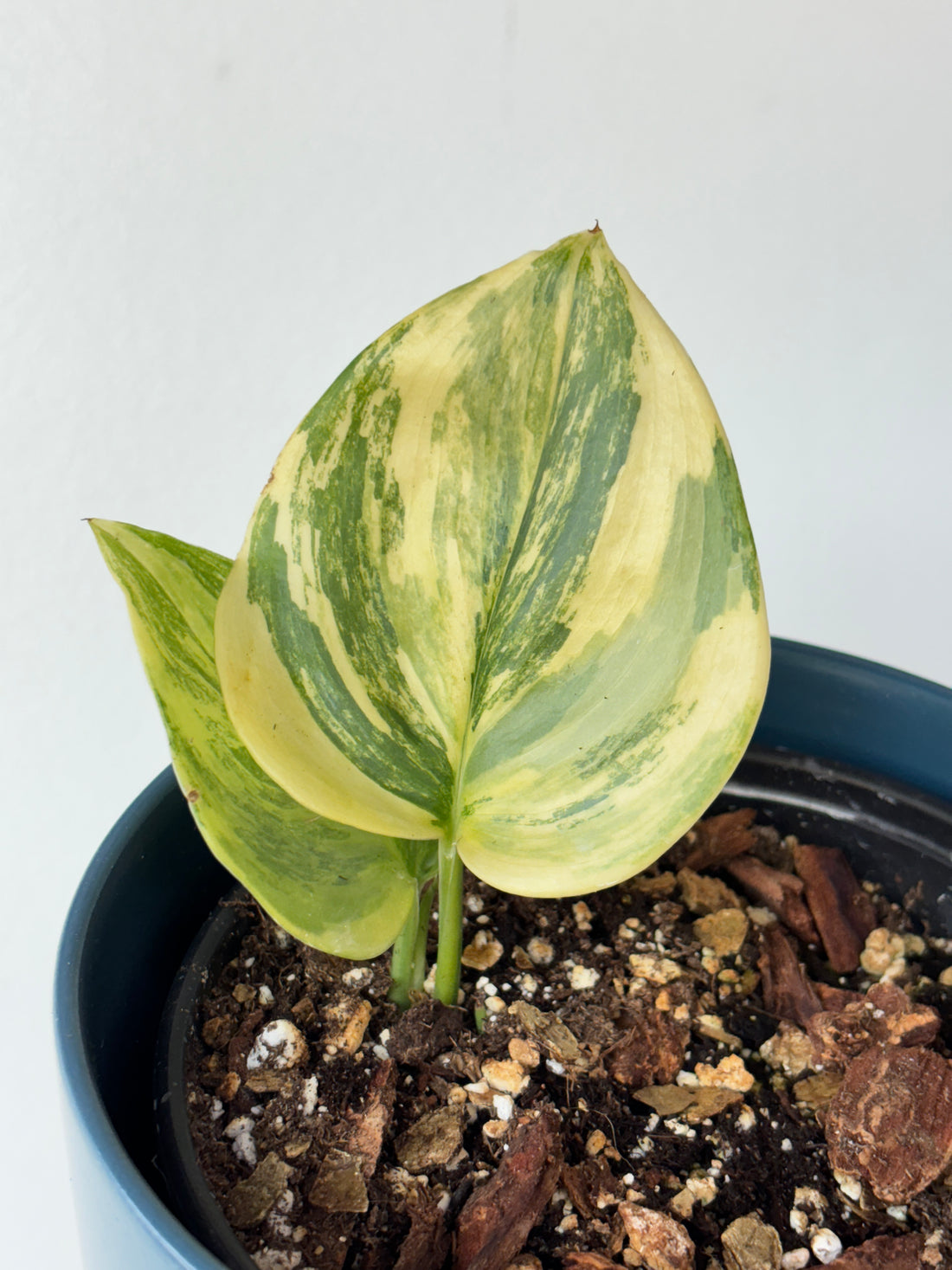 Scindapsus Treubii Moonlight Variegated