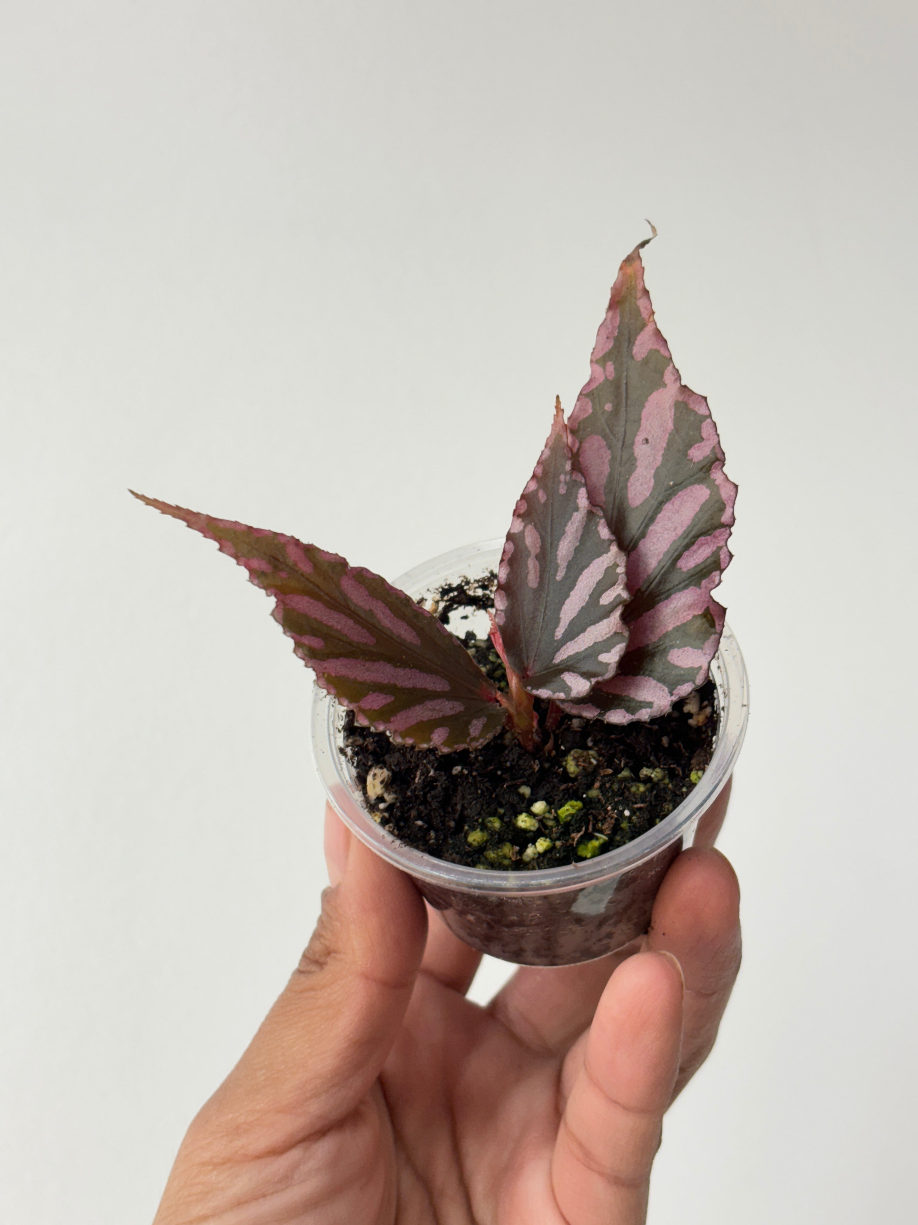 Begonia Julau