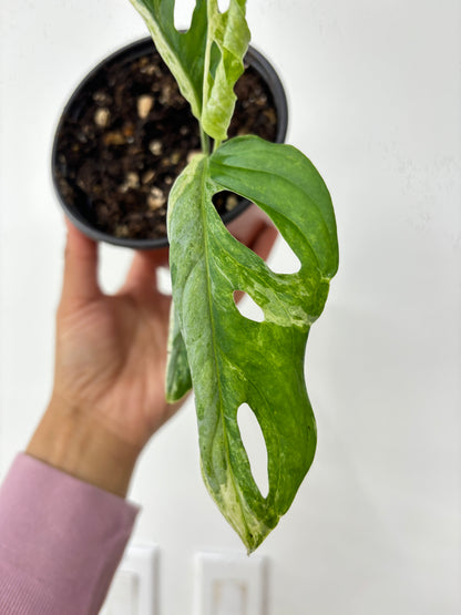 Monstera Adansonii Indo Marble Variegated