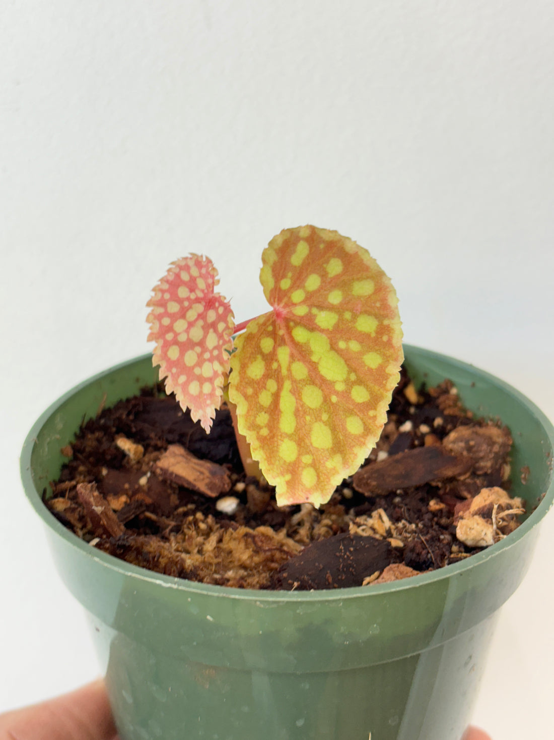 Begonia Chlorosticta