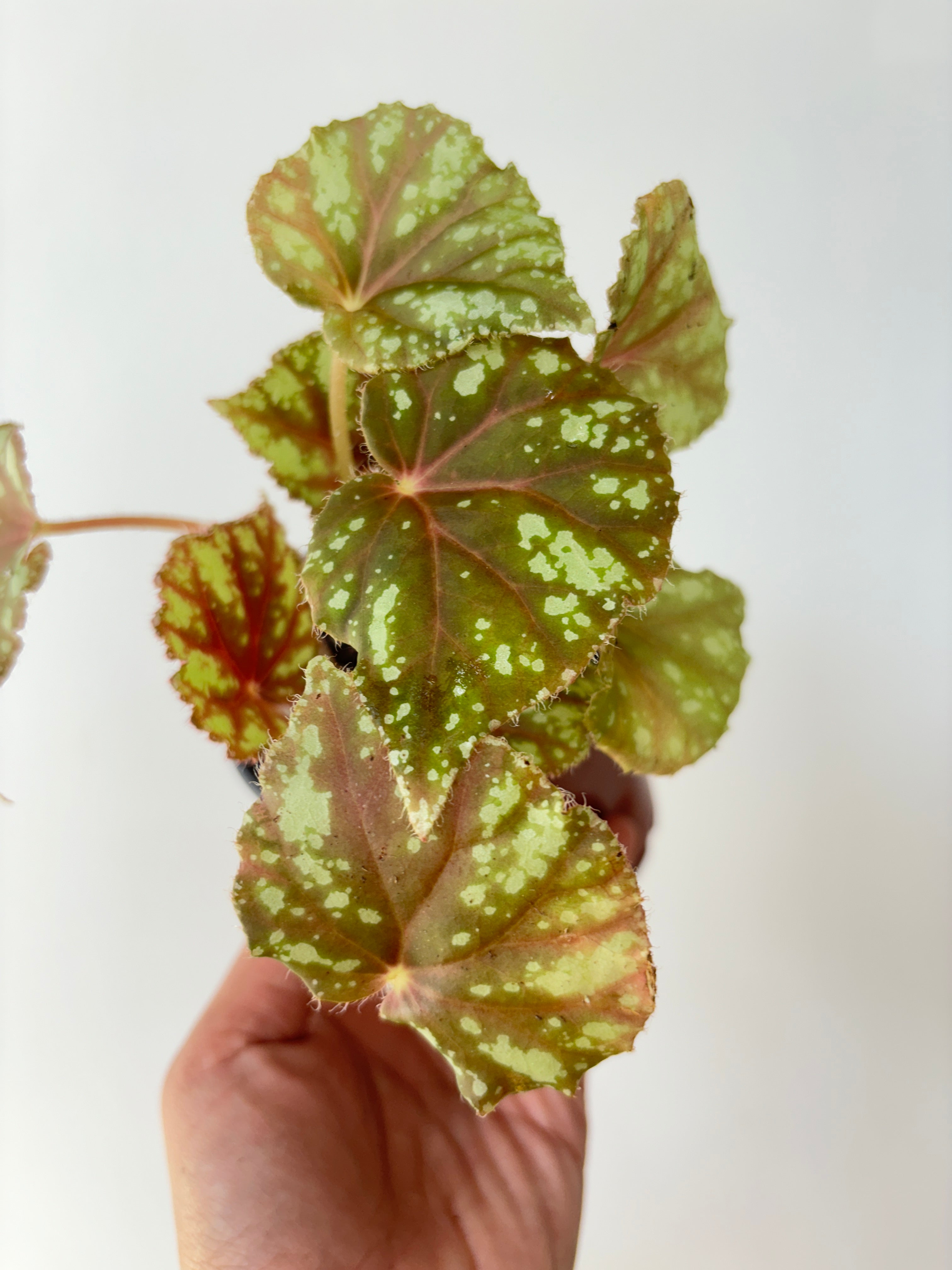 begonia nigritarum