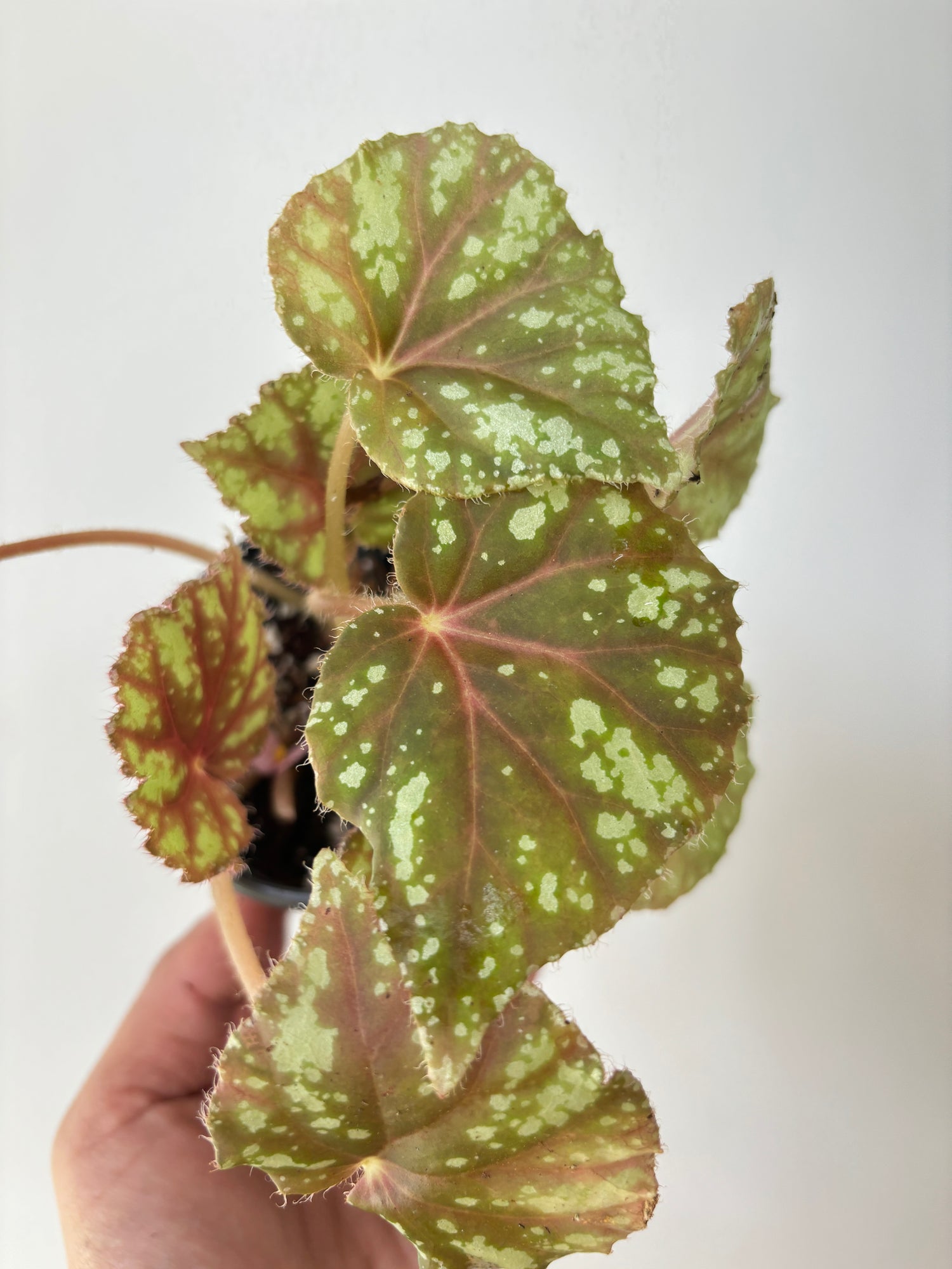 begonia nigritarum