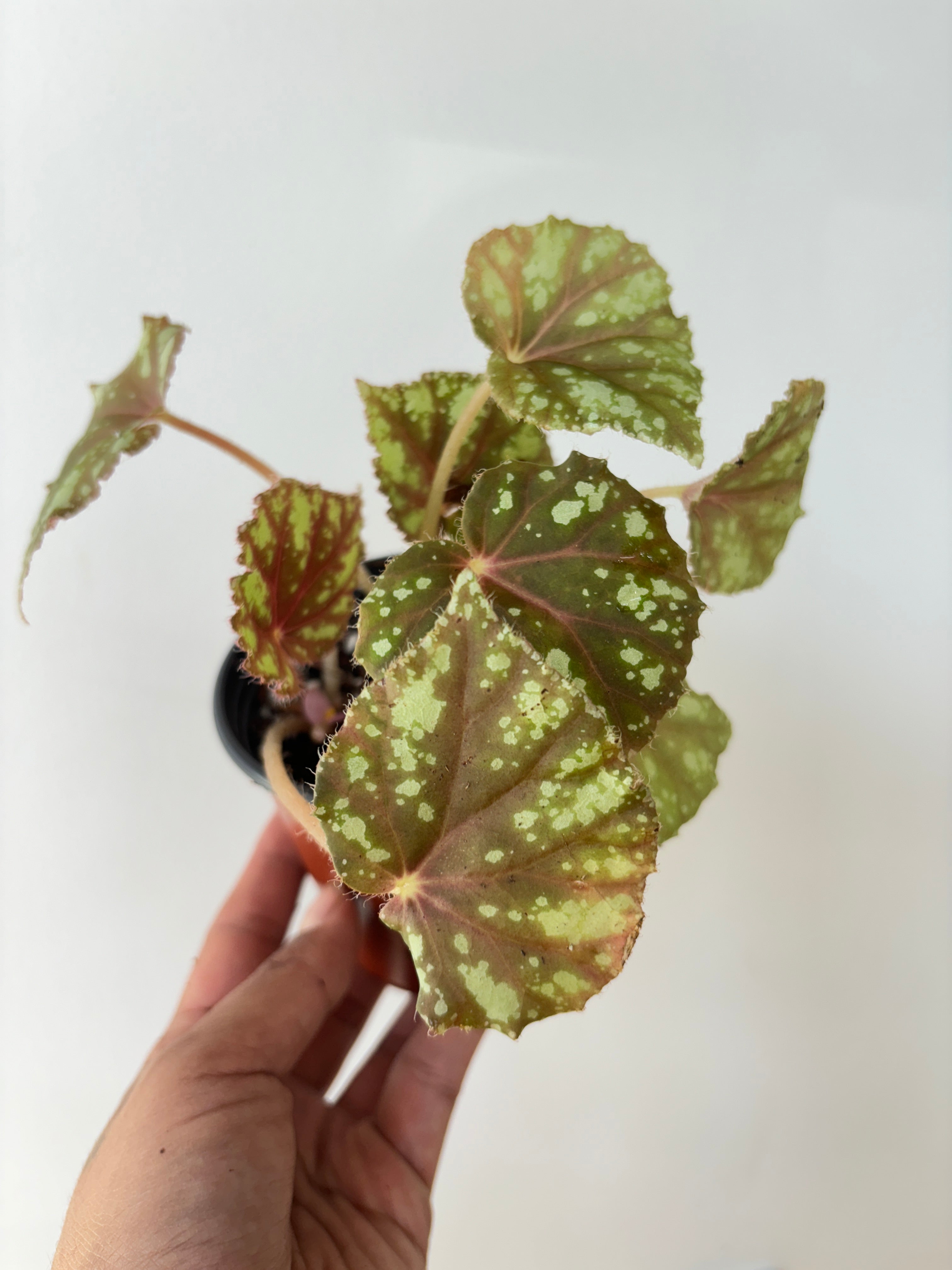 begonia nigritarum