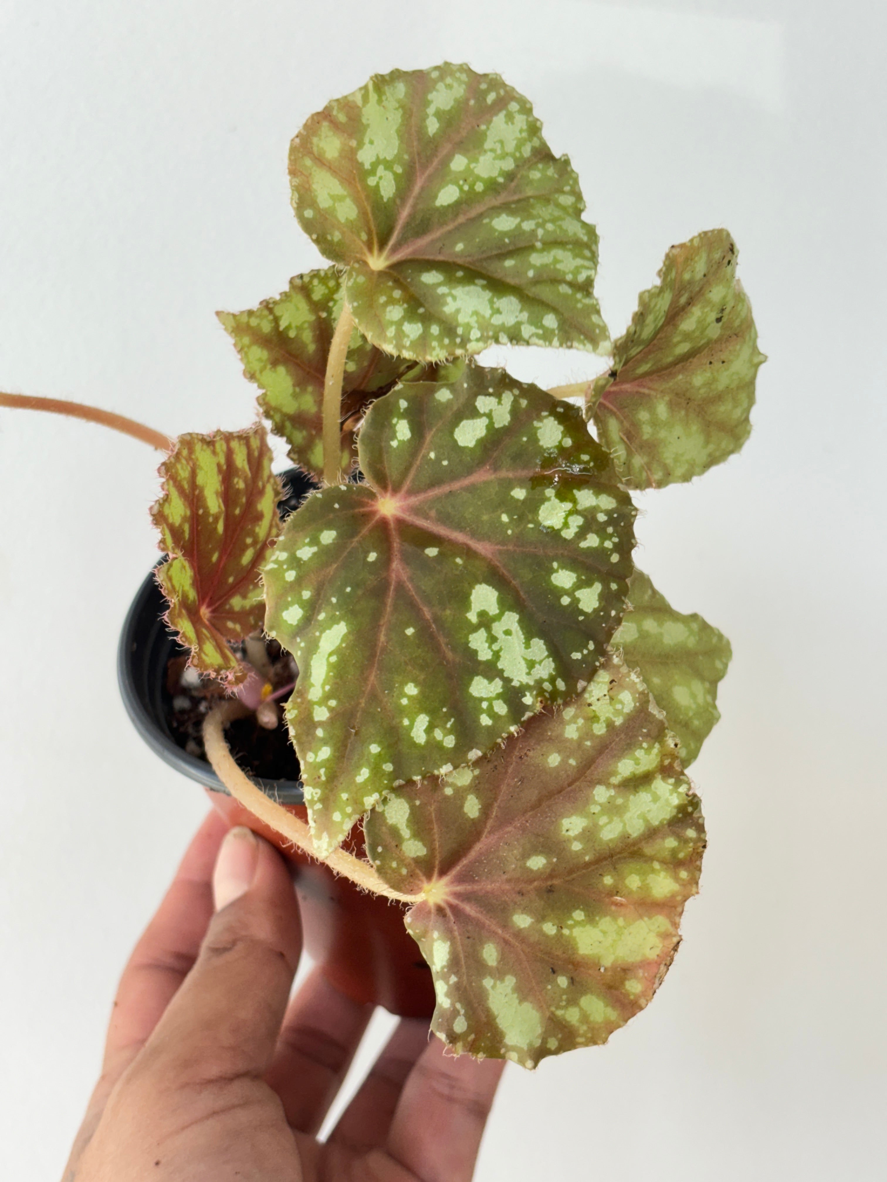 begonia nigritarum