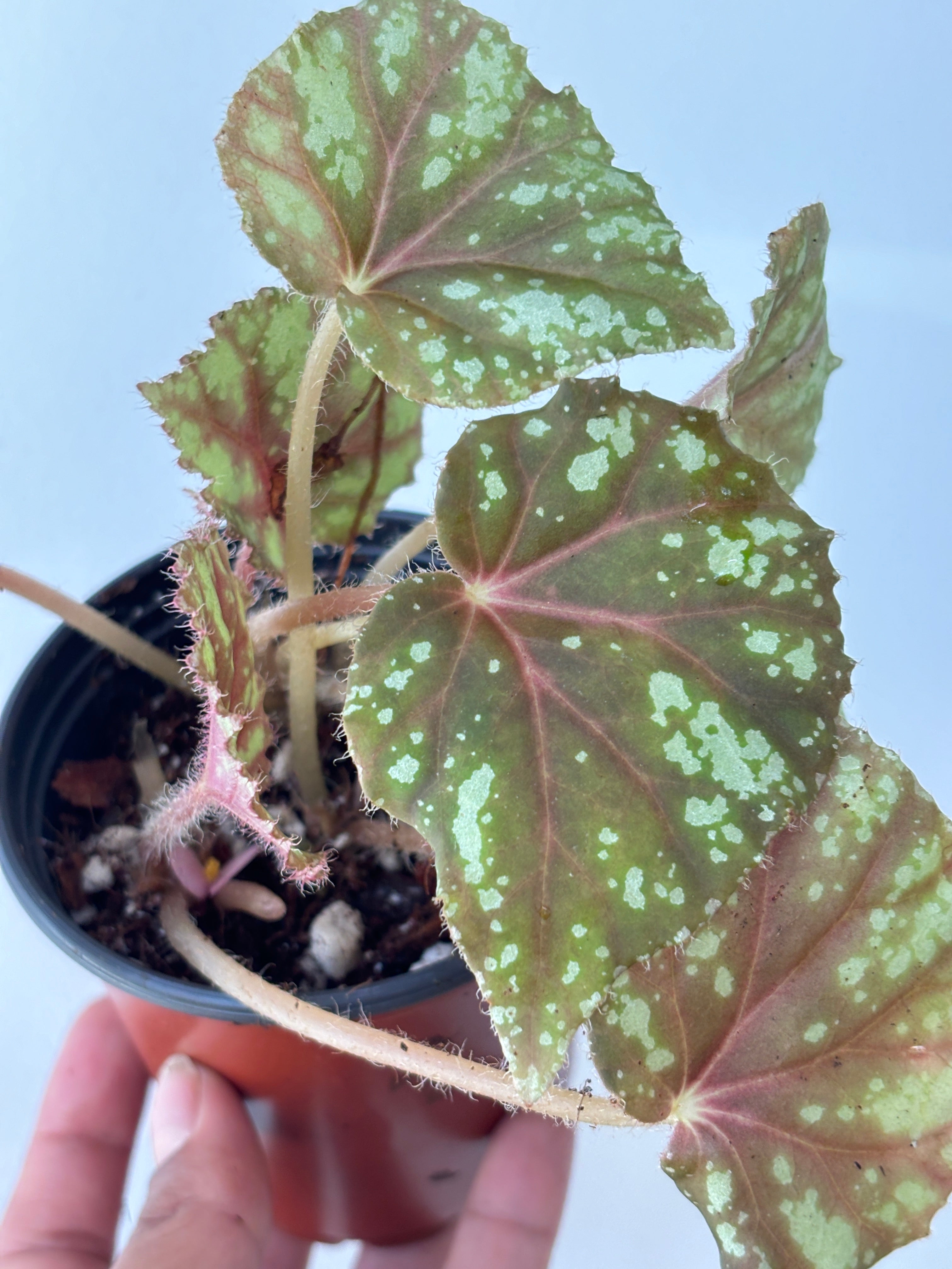 begonia nigritarum