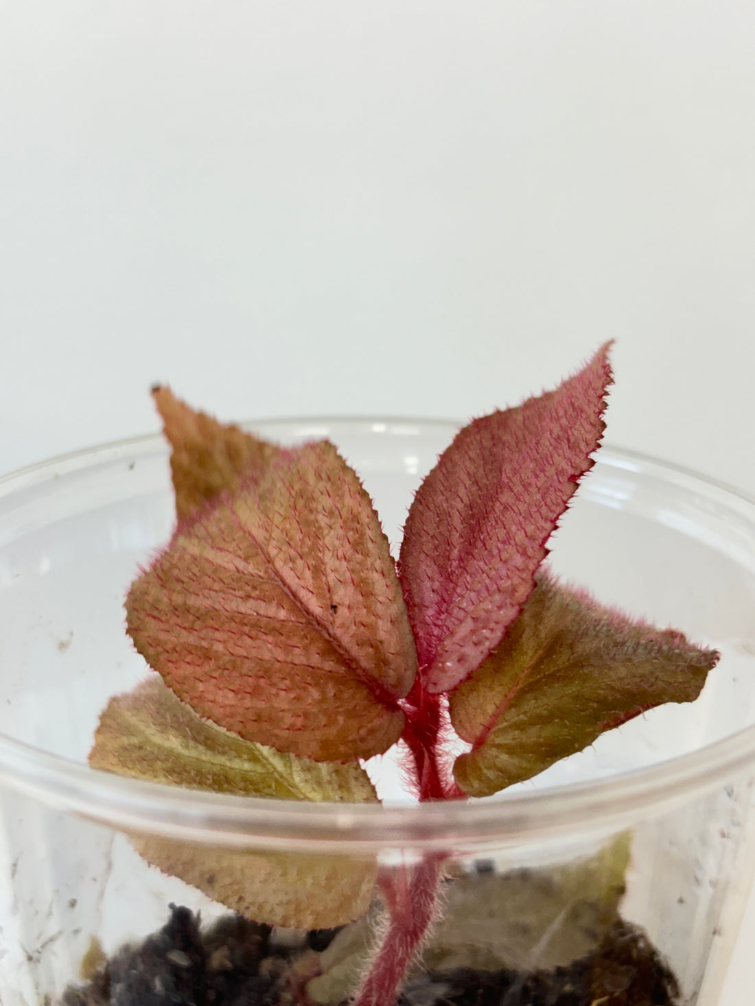 Begonia sp.