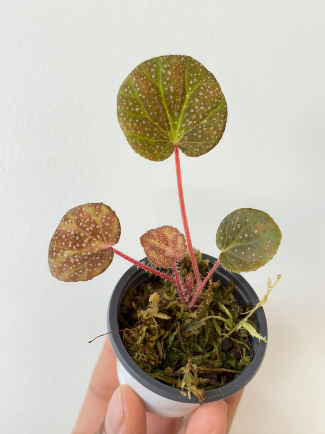 begonia layman smithii