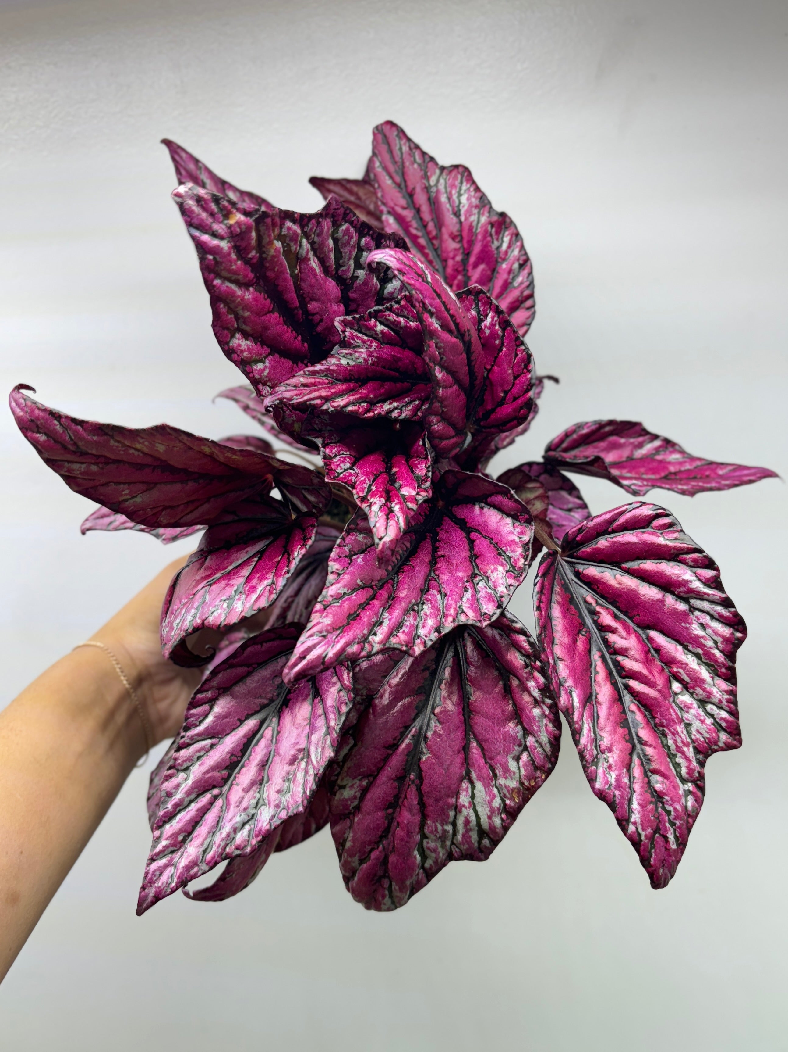 Begonia Rex Hugh Mclauchlan