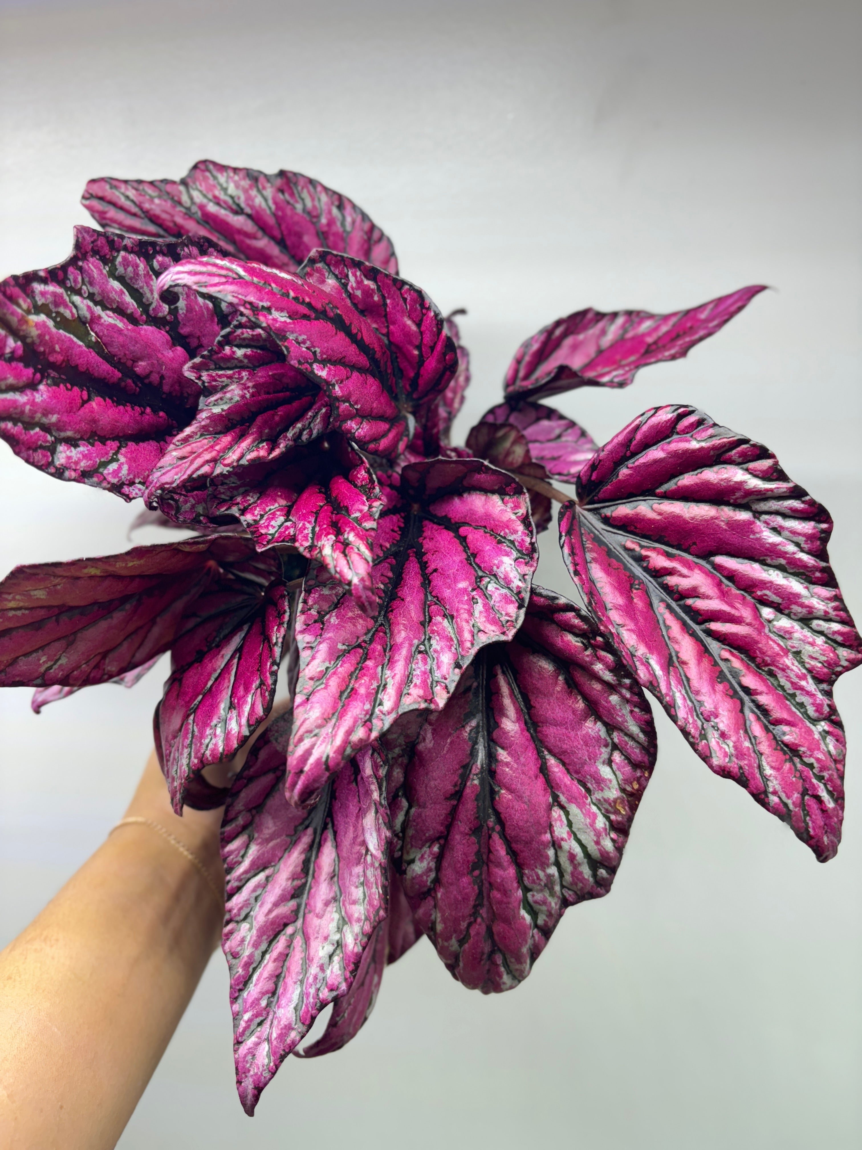 Begonia Rex Hugh Mclauchlan