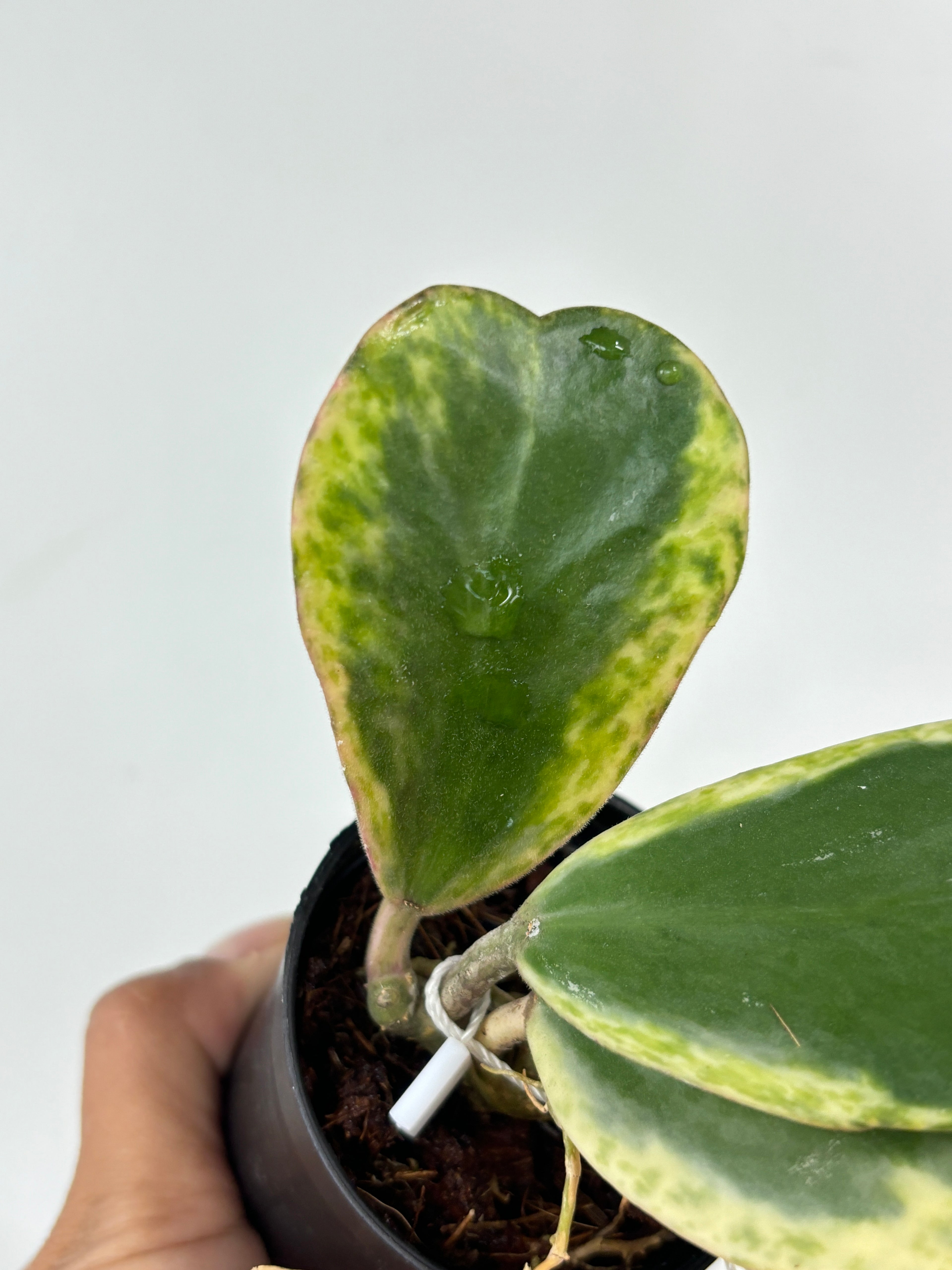 Hoya Kerrii Spotted Heart Variegated