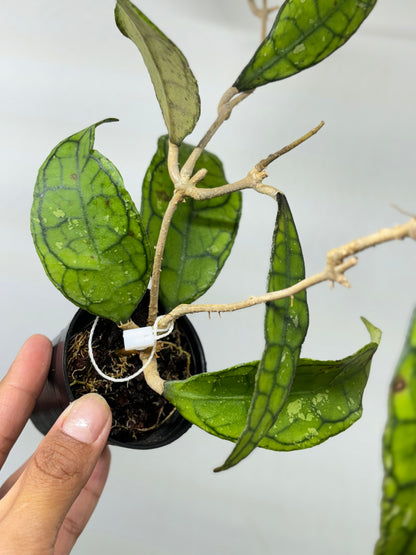 Hoya Finlaysonii Black Splash