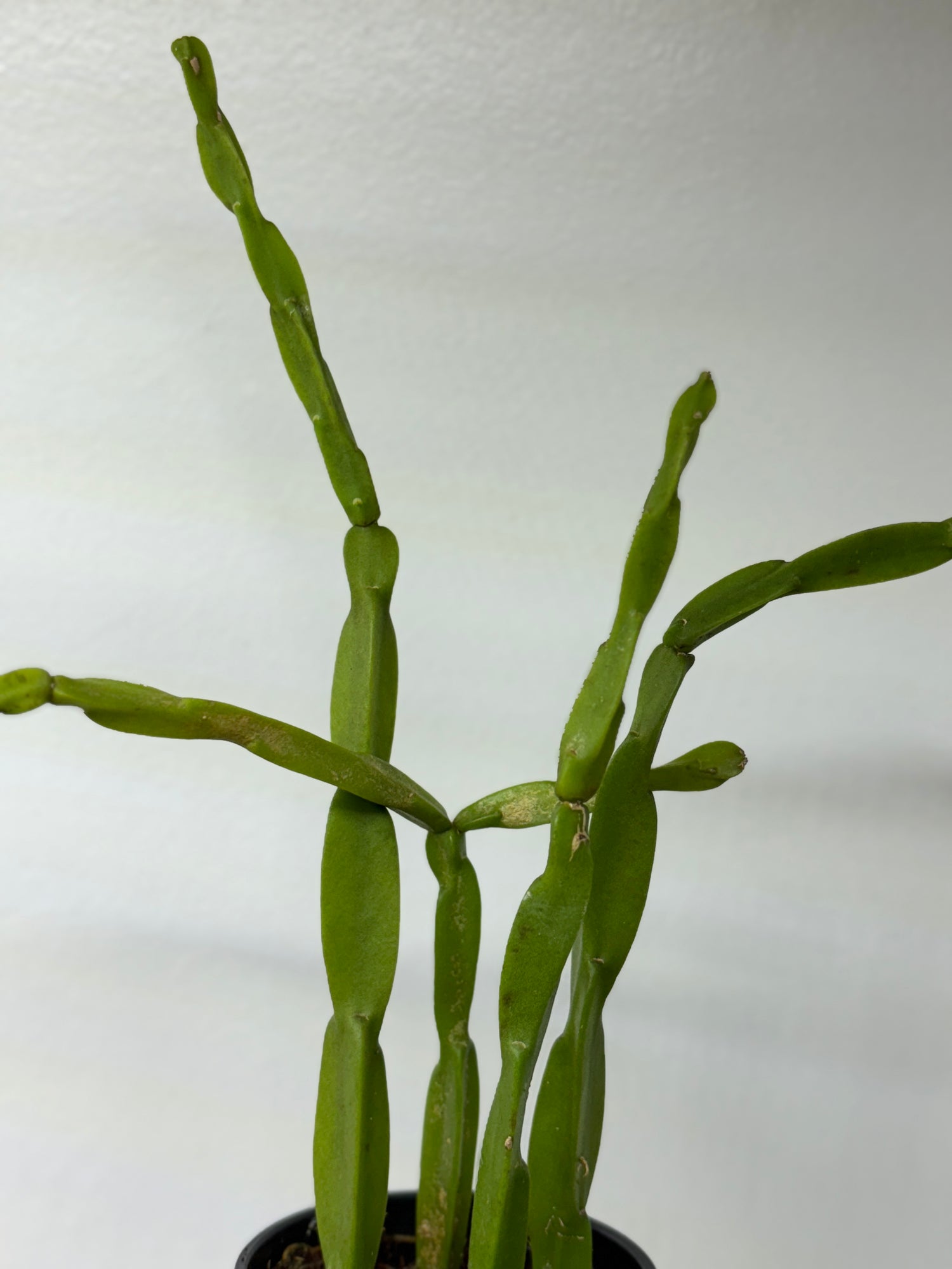 Rhipsalis PARADOXA sm