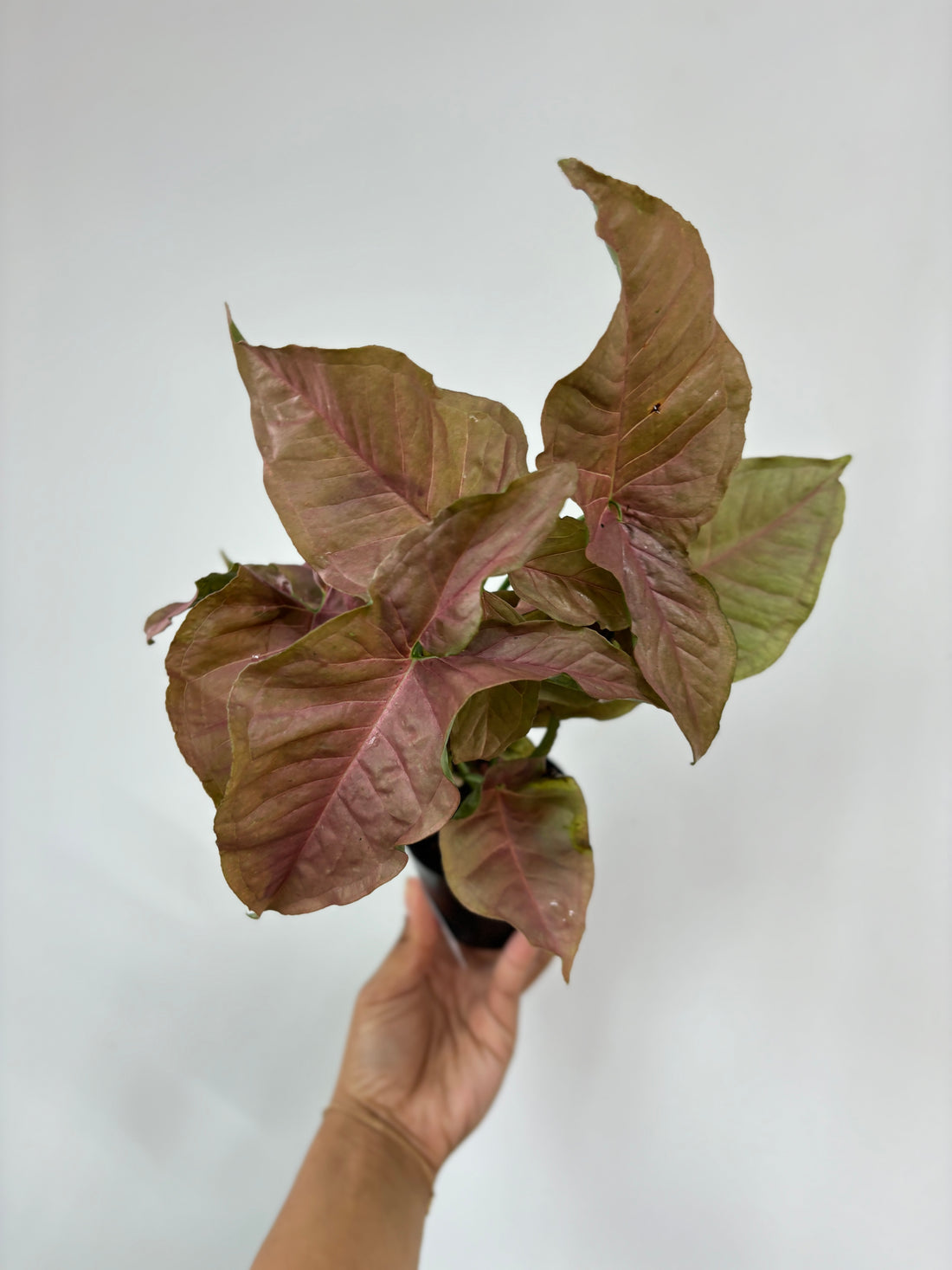 Syngonium Pink