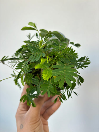 Sensitive Plant