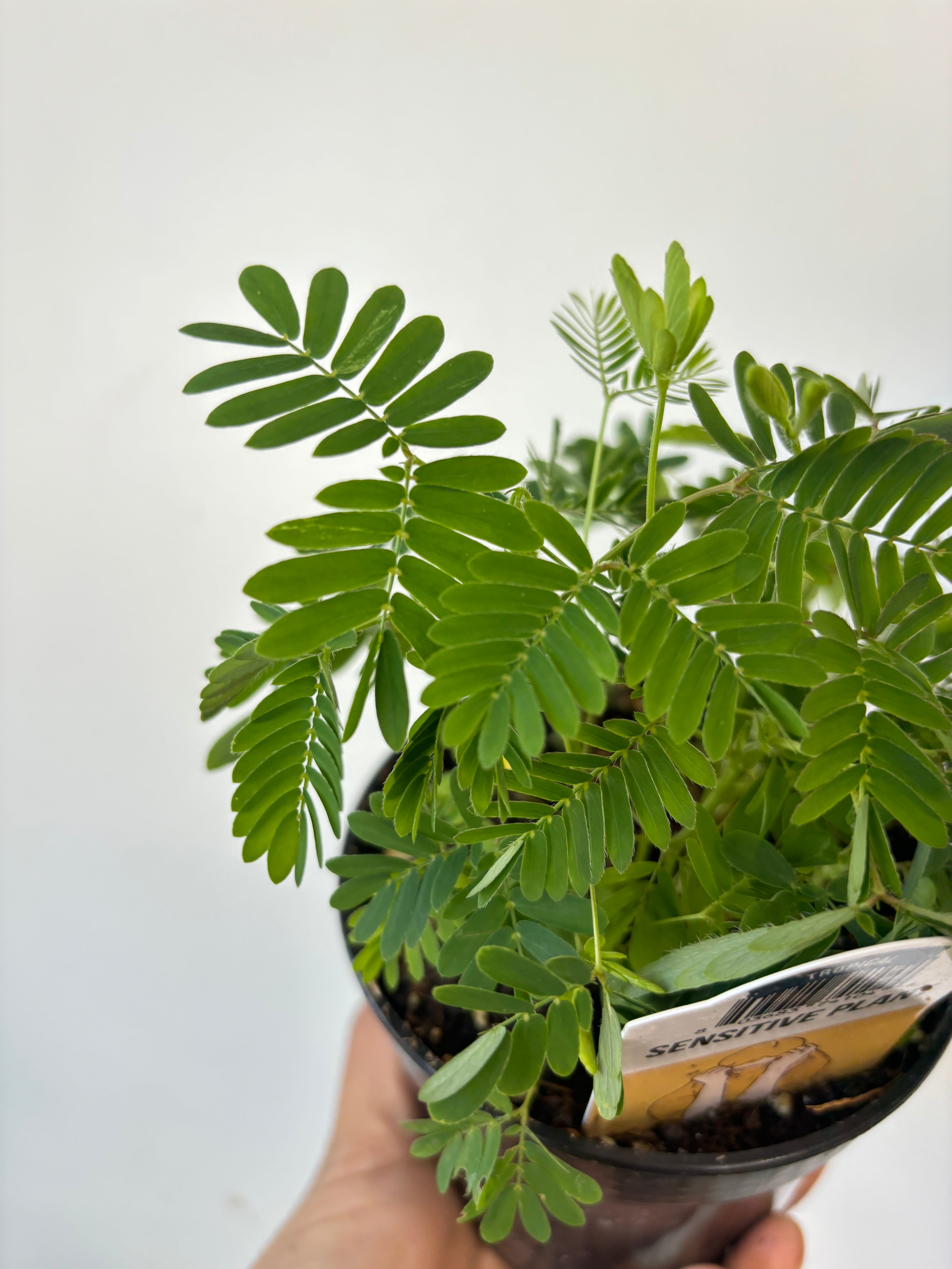 Sensitive Plant