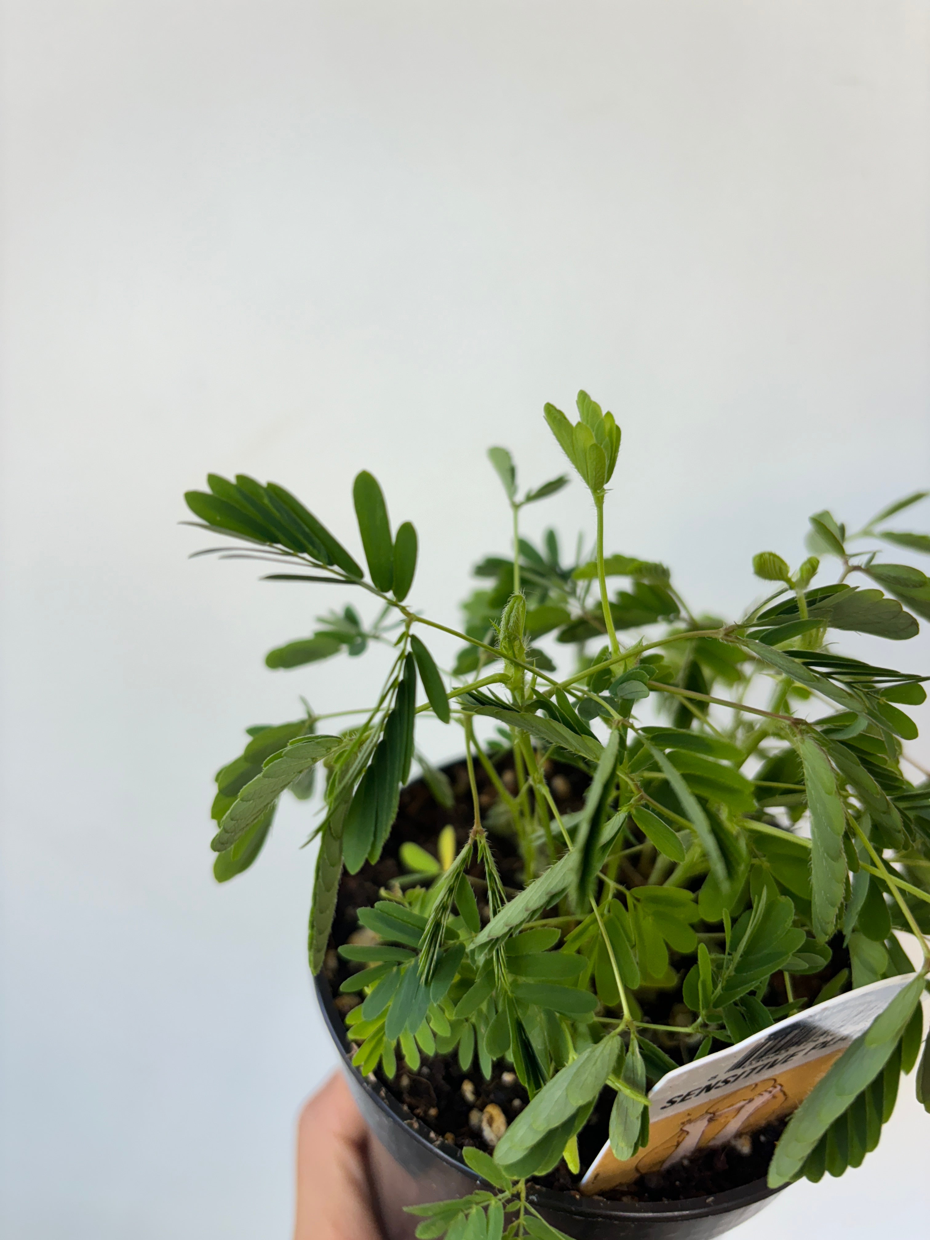 Sensitive Plant