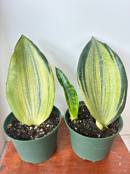 Sansevieria Bruda