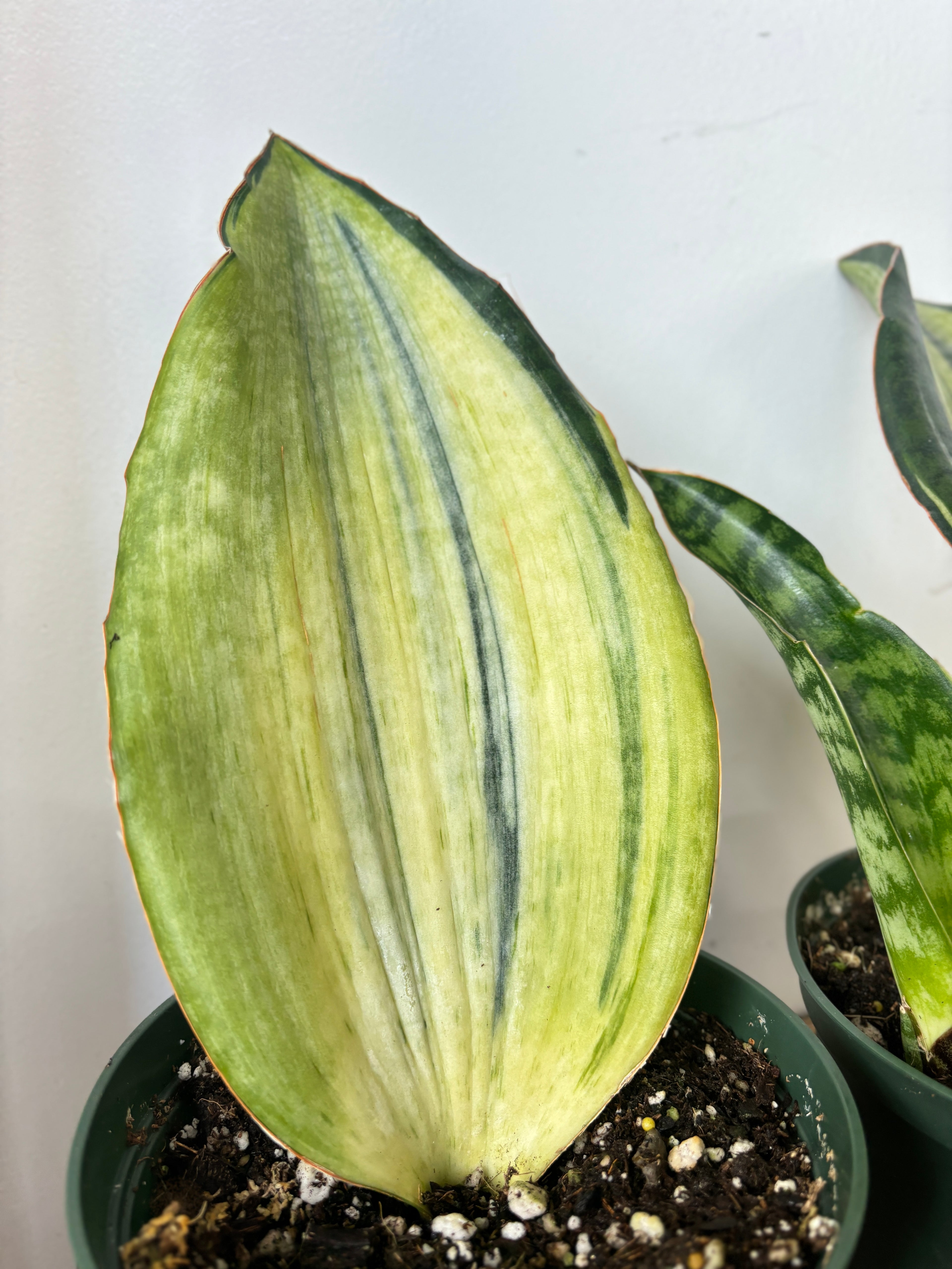 Sansevieria Bruda