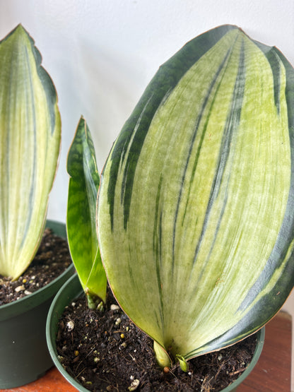 Sansevieria Bruda