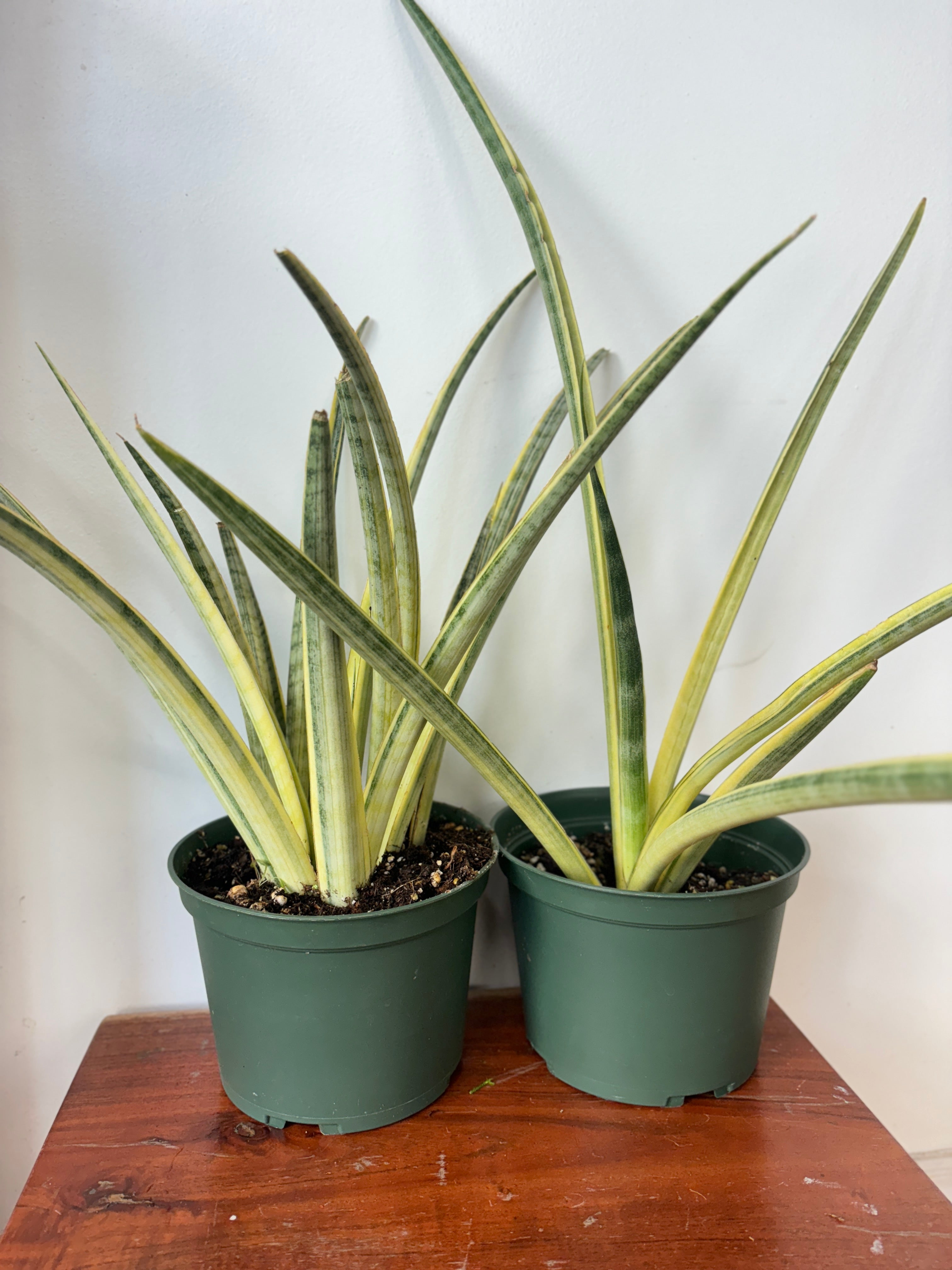 Sansevieria Lady Charm