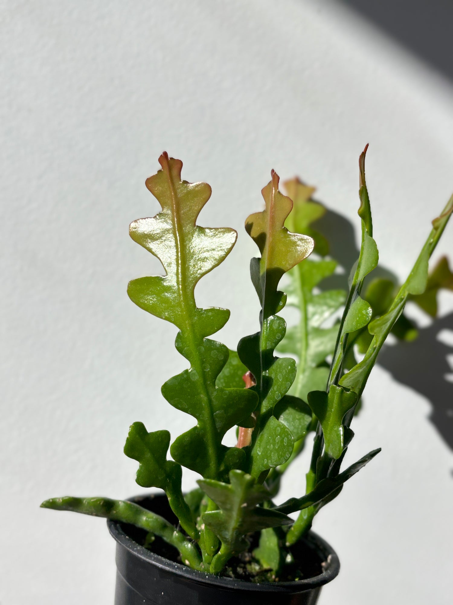 Epiphyllum Anguliger Fishbone