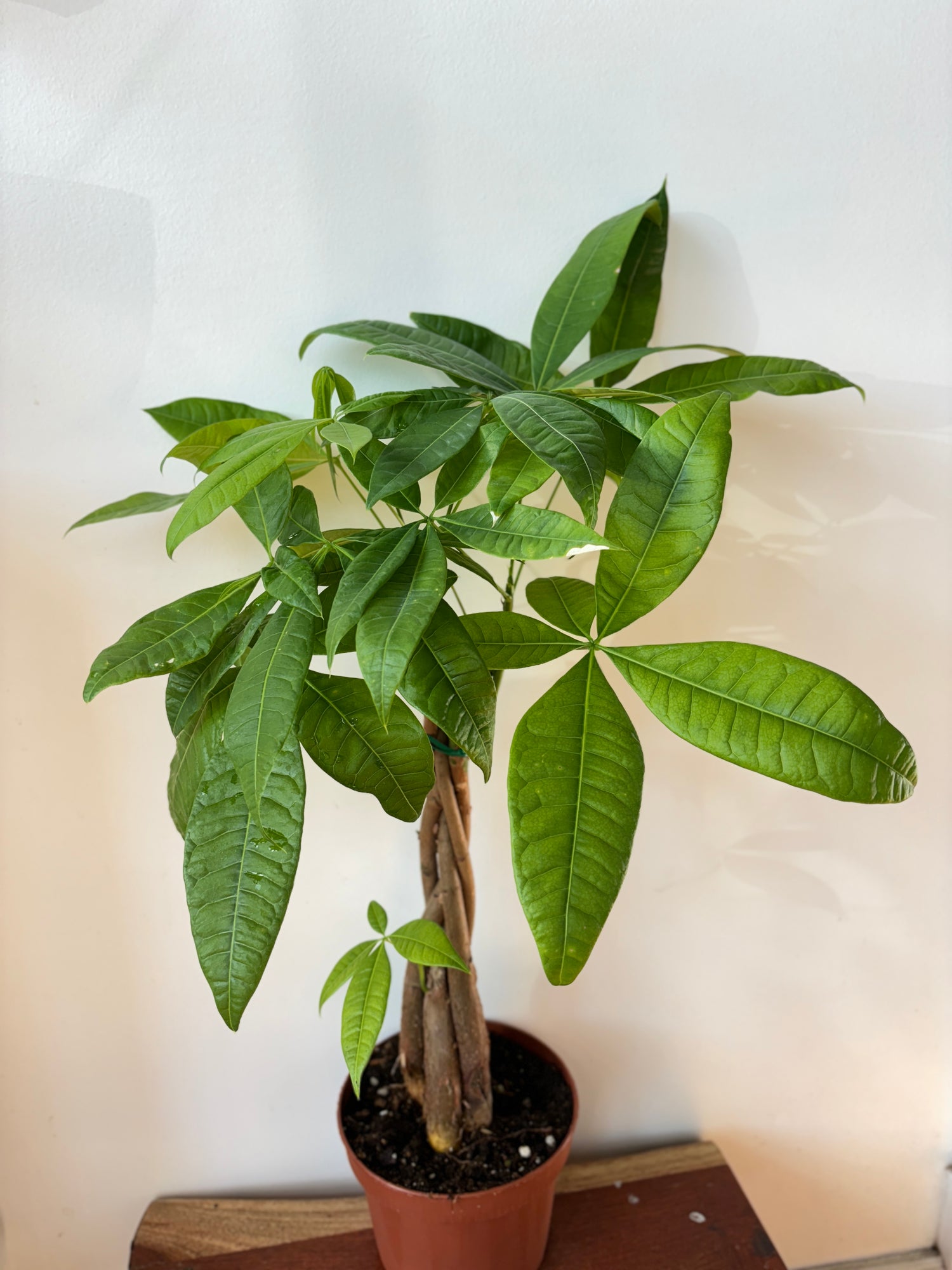 Money Tree Braided (Pachira)